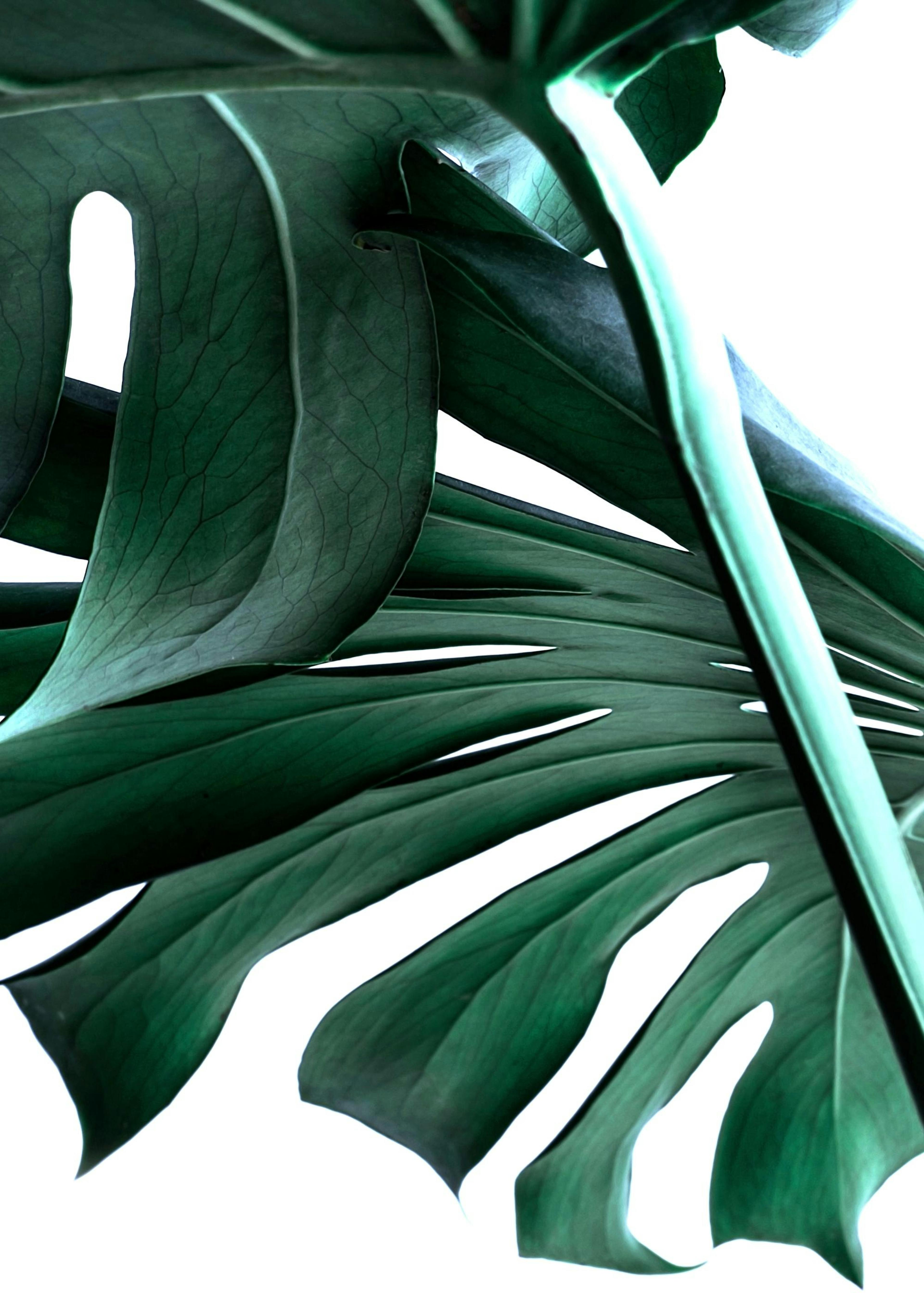 Monstera no. 2 Poster 0