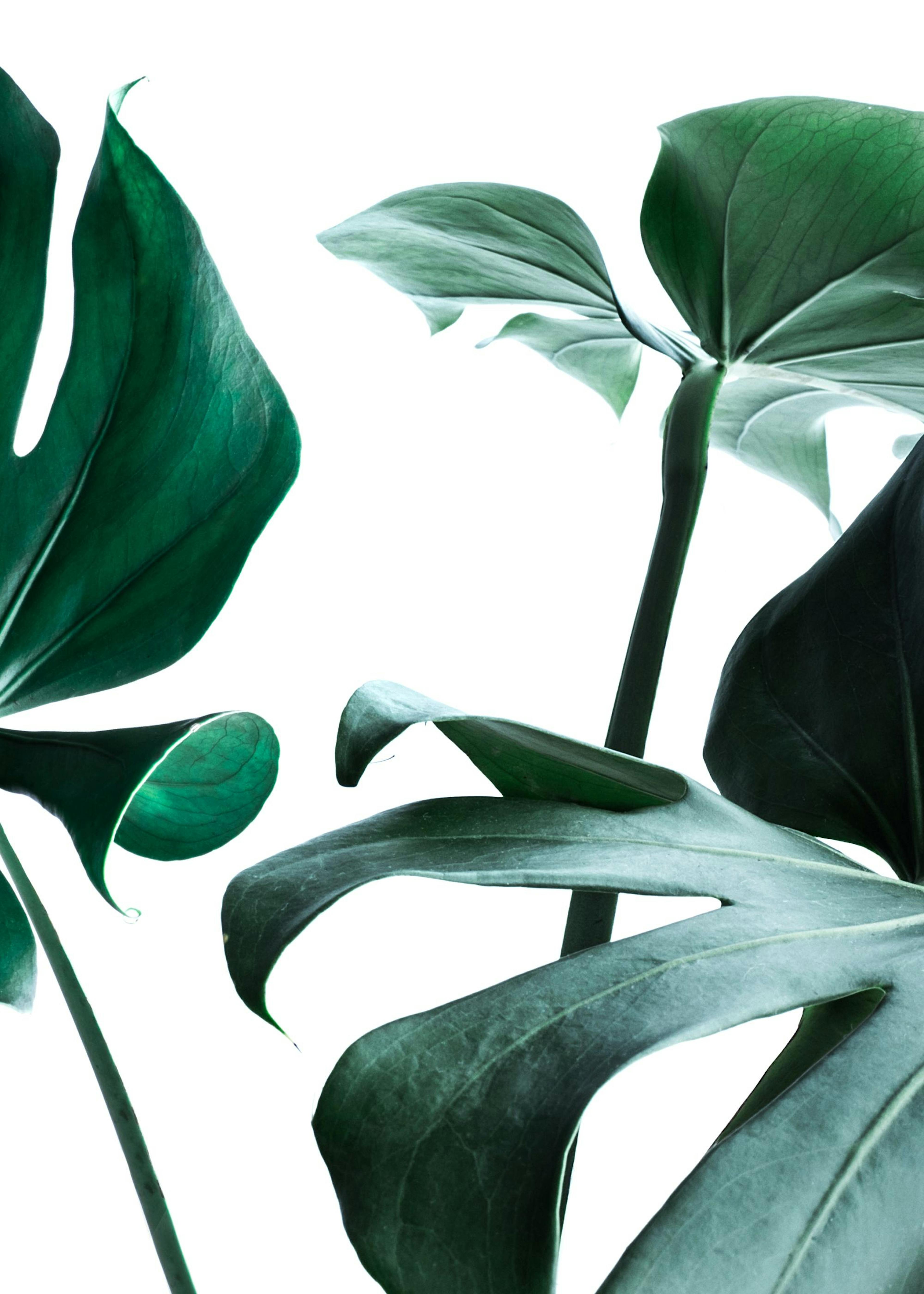 Monstera no. 1 Poster 0