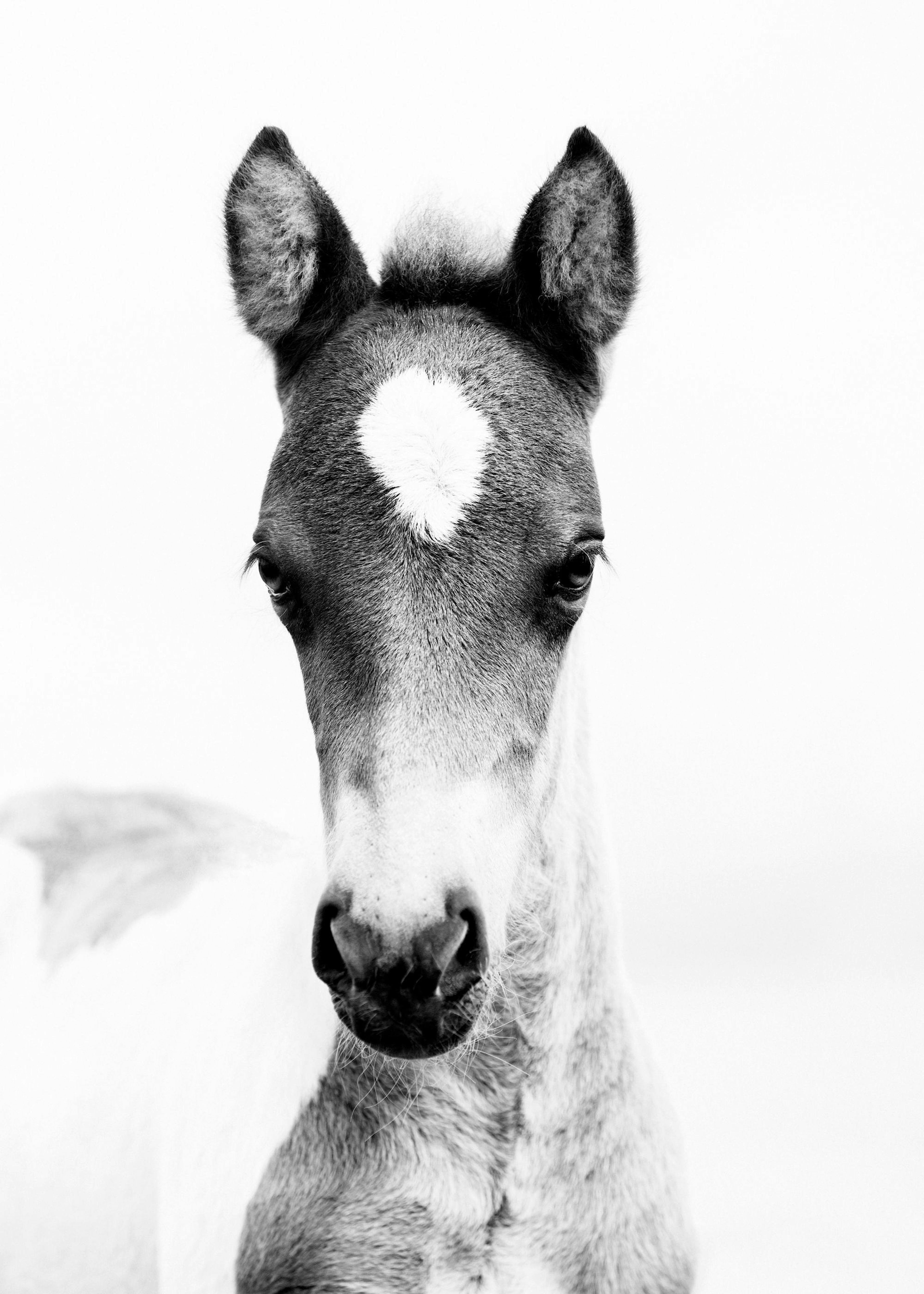 Horse Foal Poster thumbnail