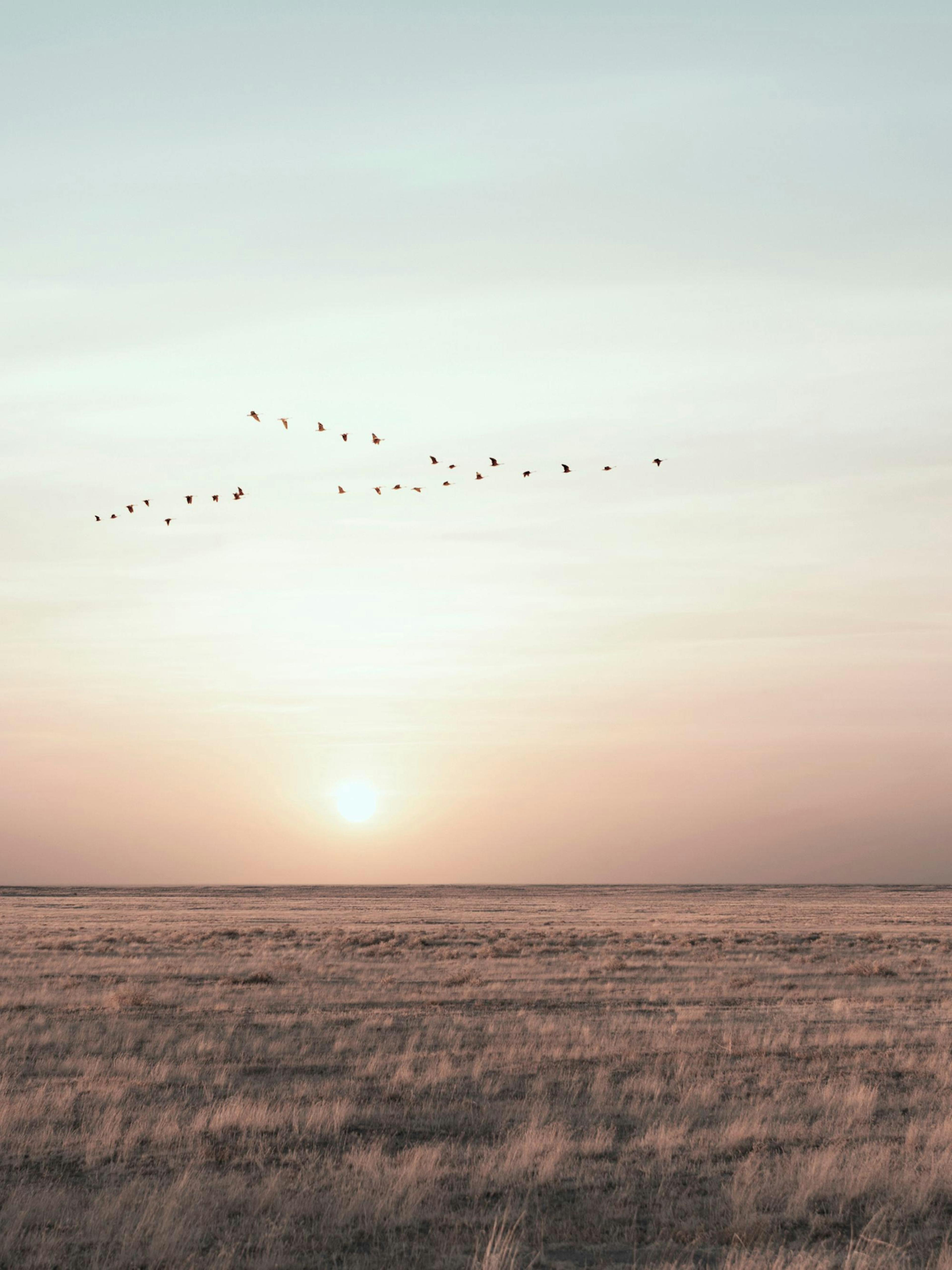 Calm field Poster 0