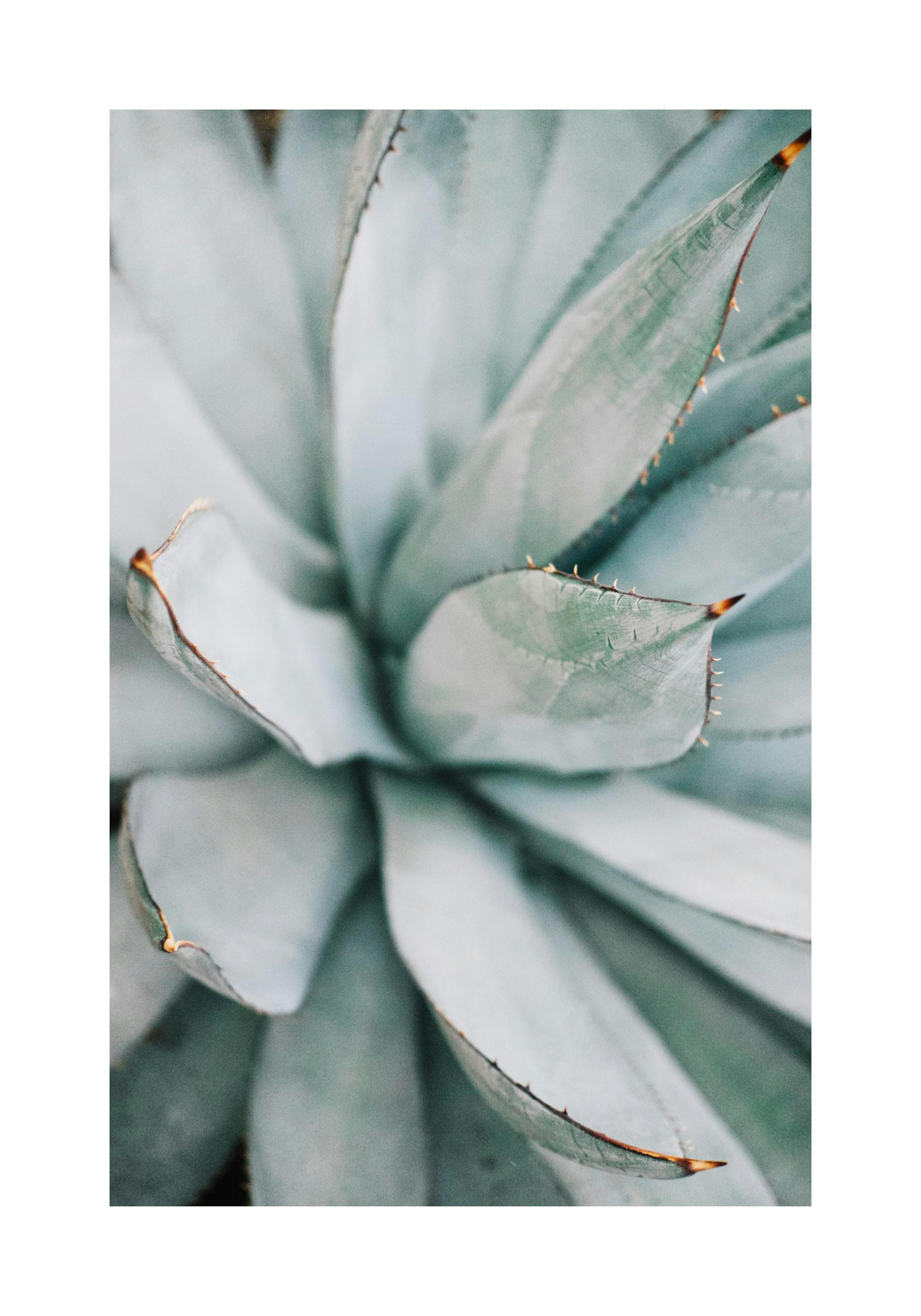 Aloe vera Plakat thumbnail