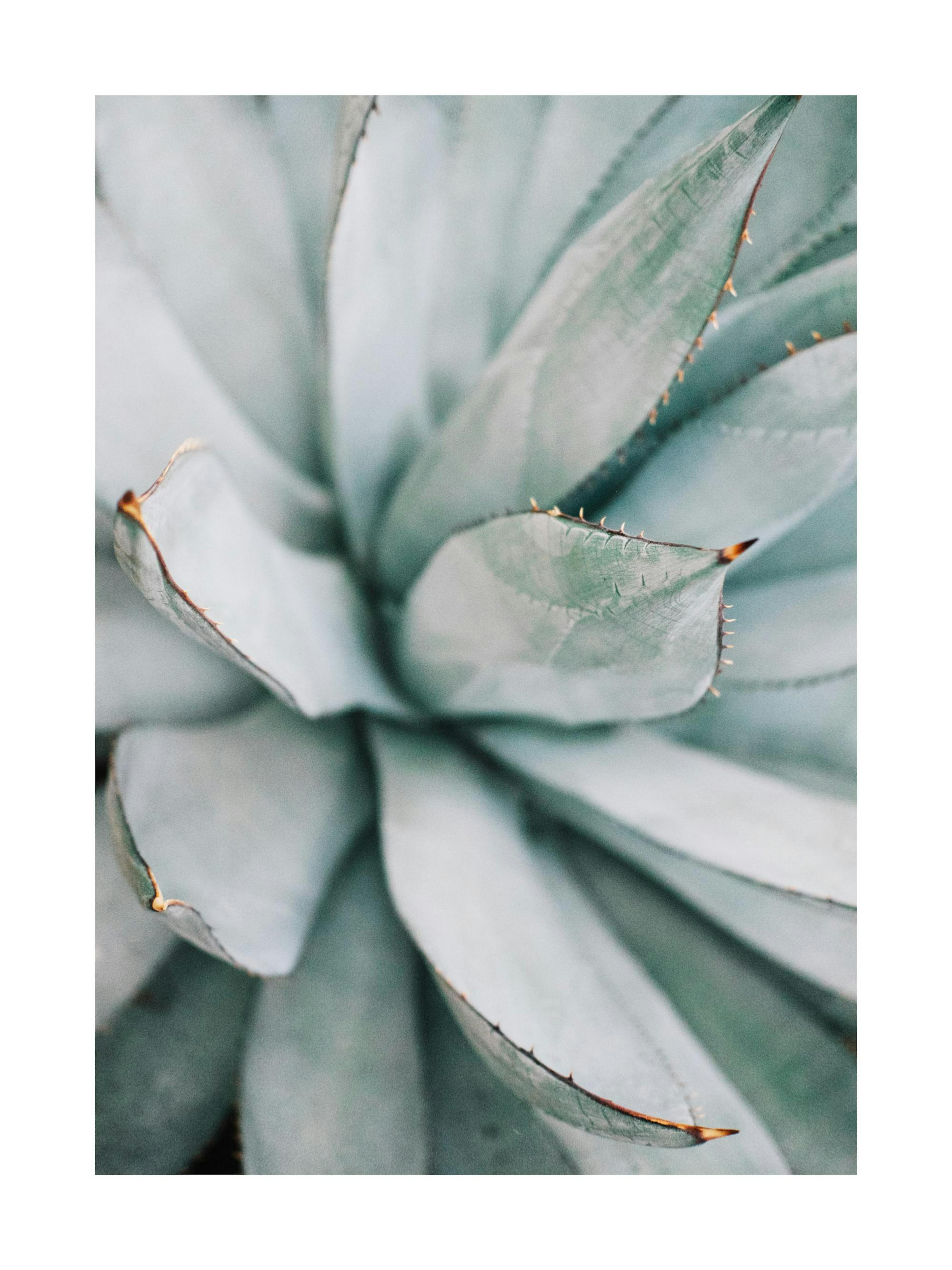 Aloe vera Poster 0