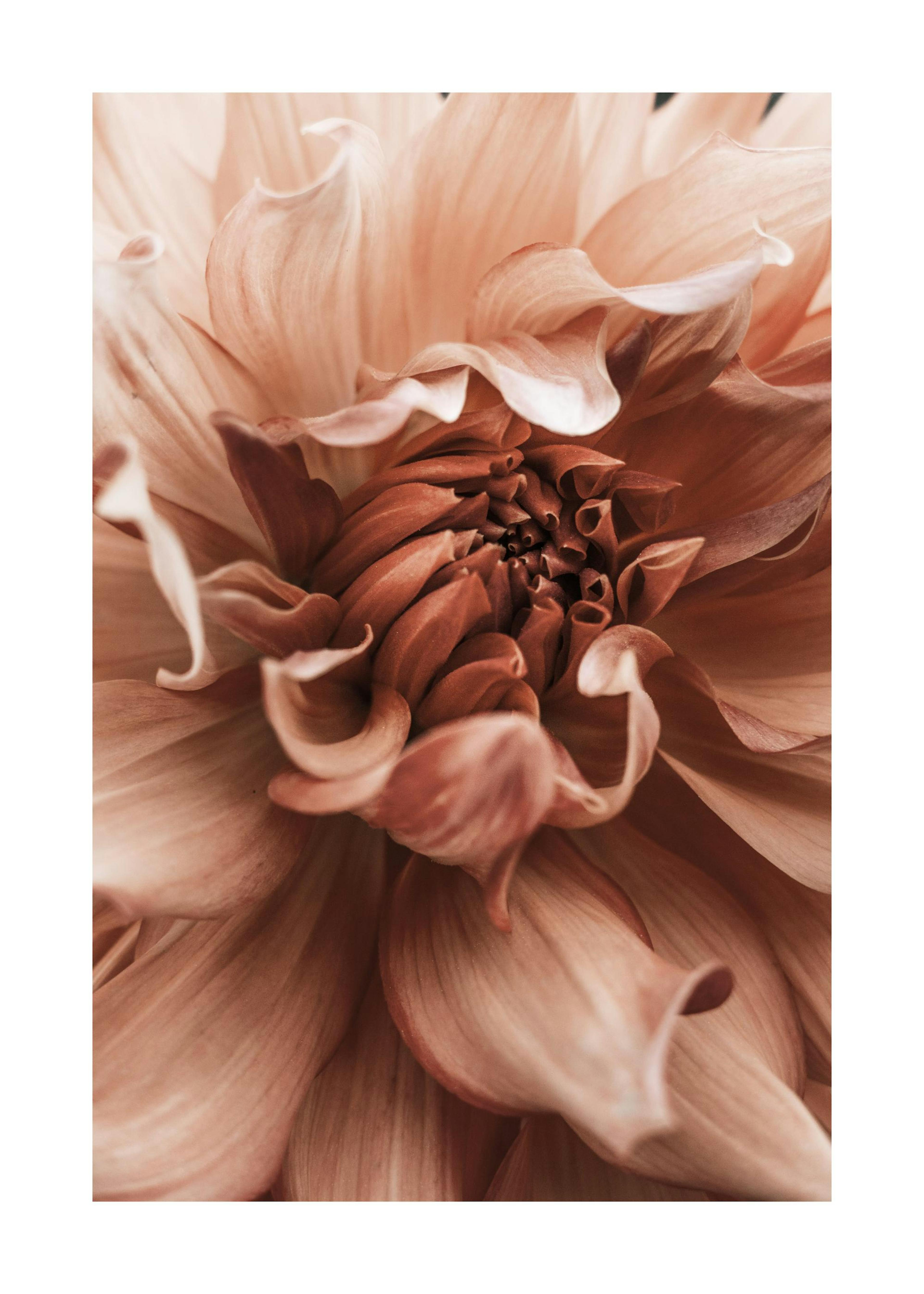 Dahlia Flower Poster 0