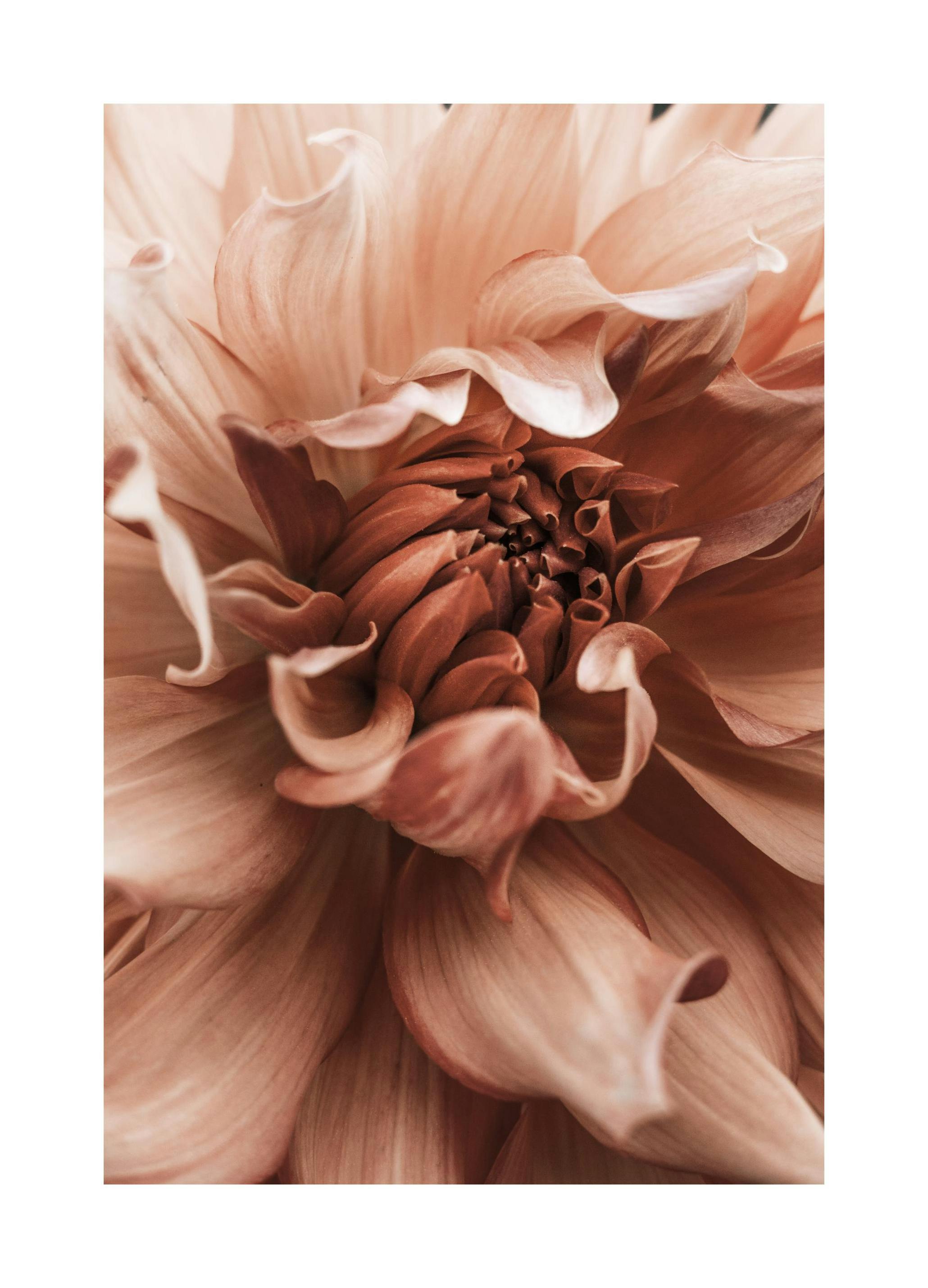 Dahlia Flower Poster (21x30 cm) - Poster Store