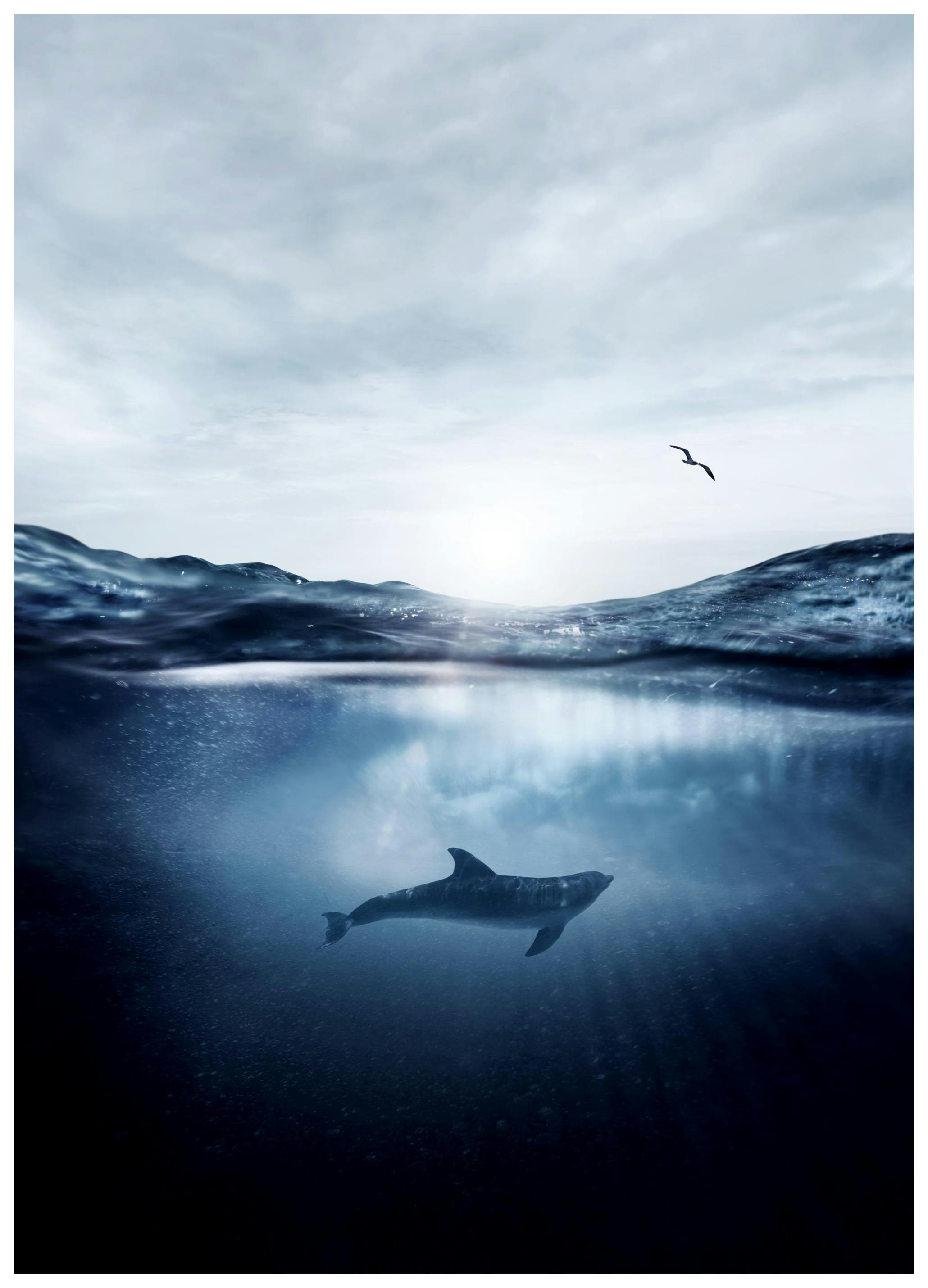 Dauphin dans la Mer Poster (30x40 cm) - Poster Store