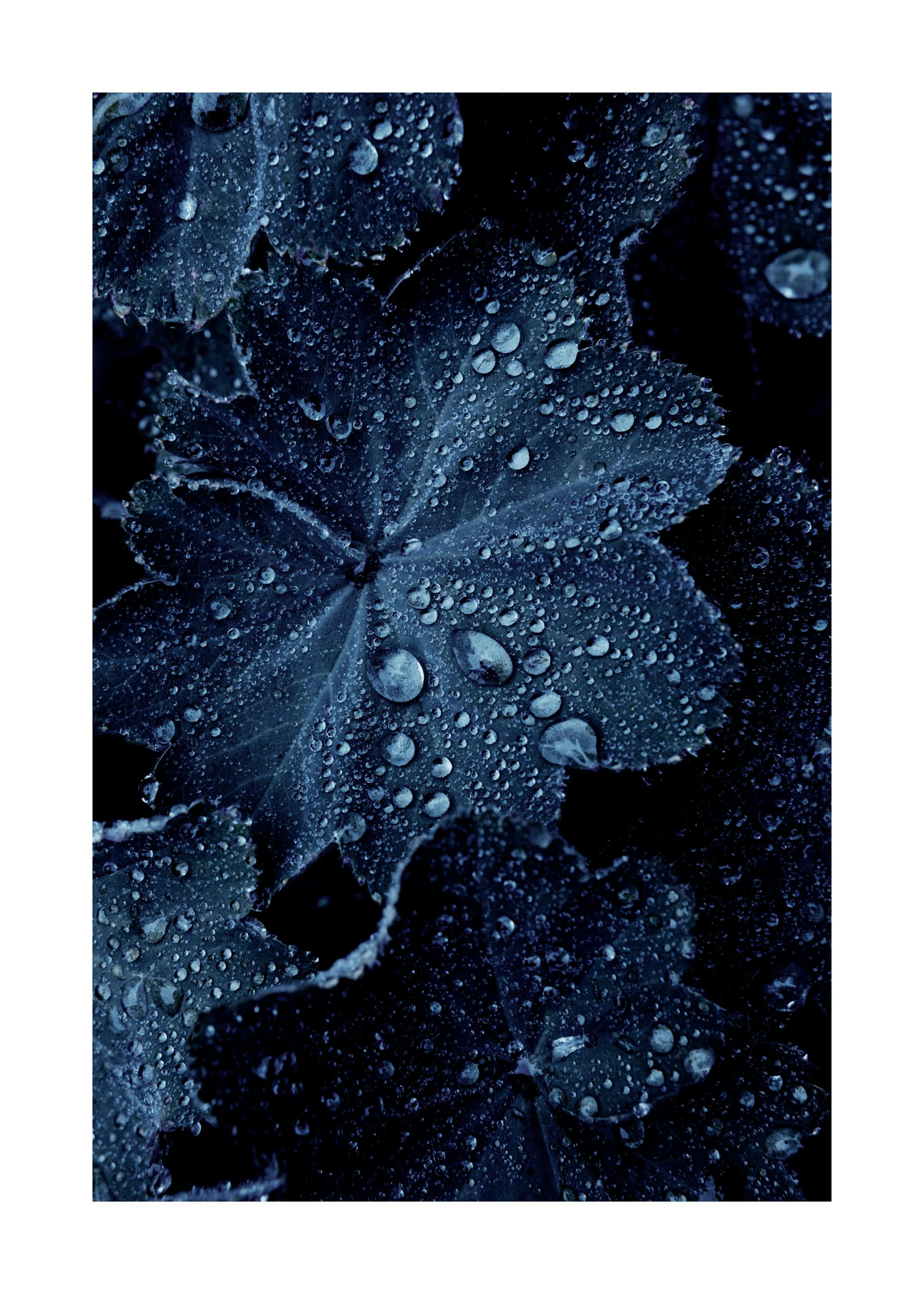 Blue Leaf Droplets Poster 0