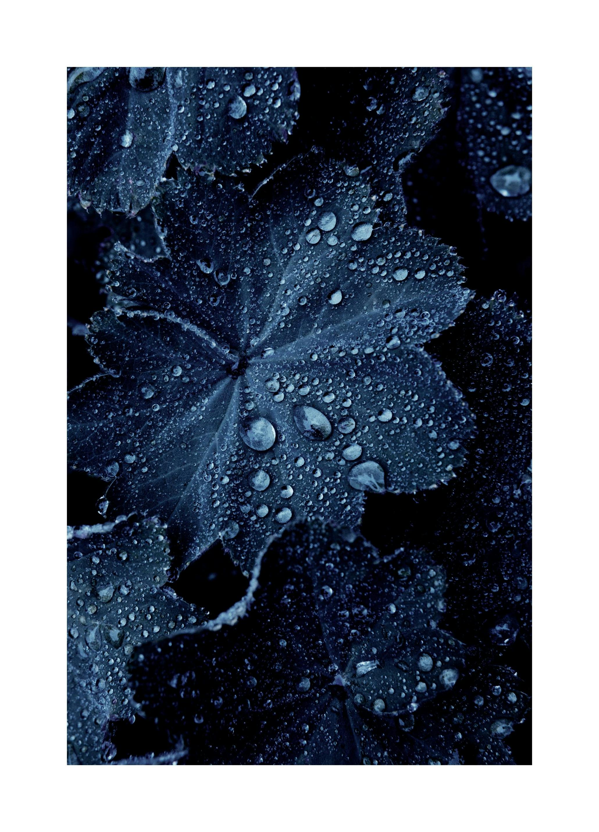 Blue Leaf Droplets Poster (21x30 cm) - Poster Store