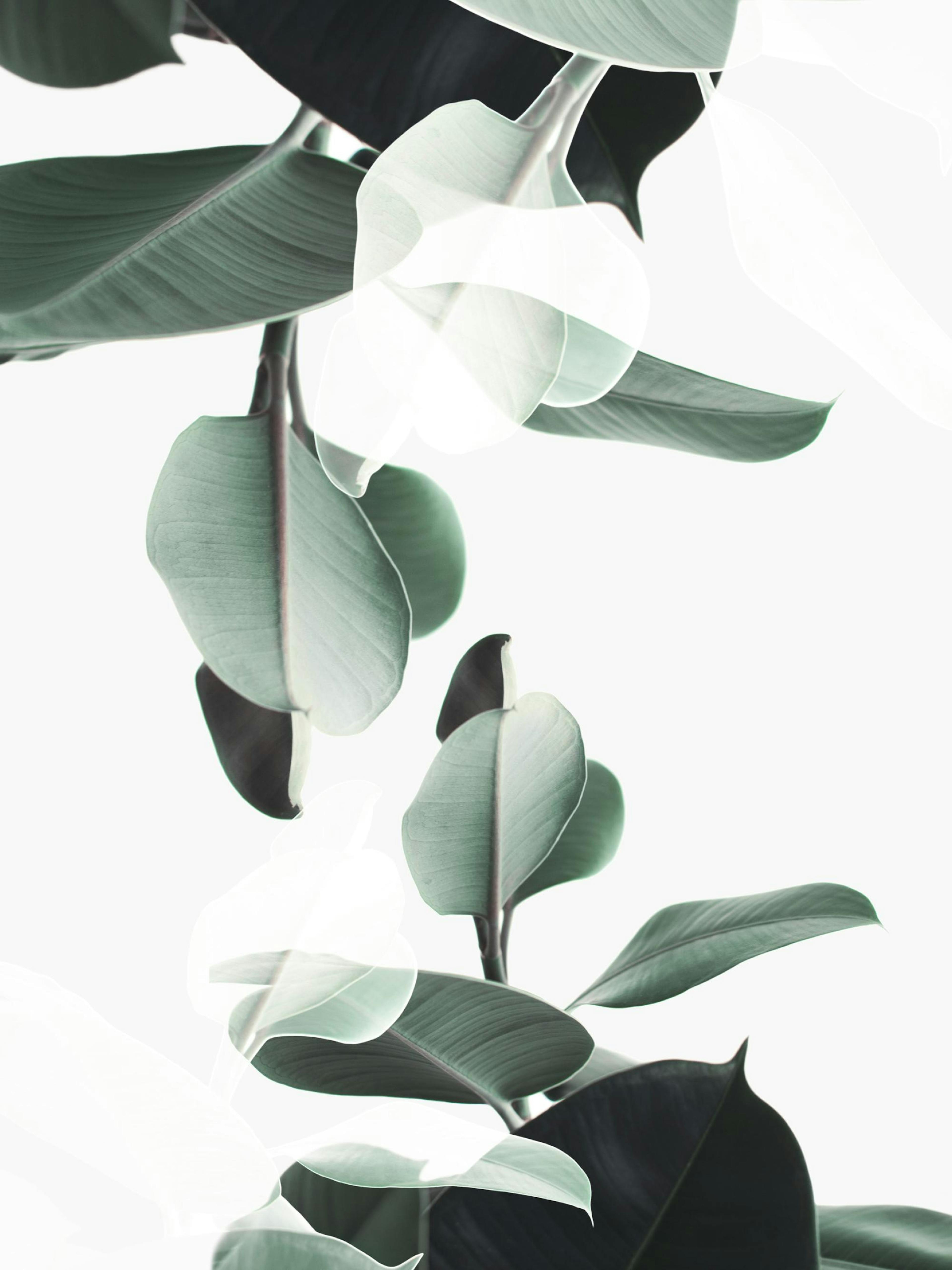 Botanical Double Exposure Poster thumbnail