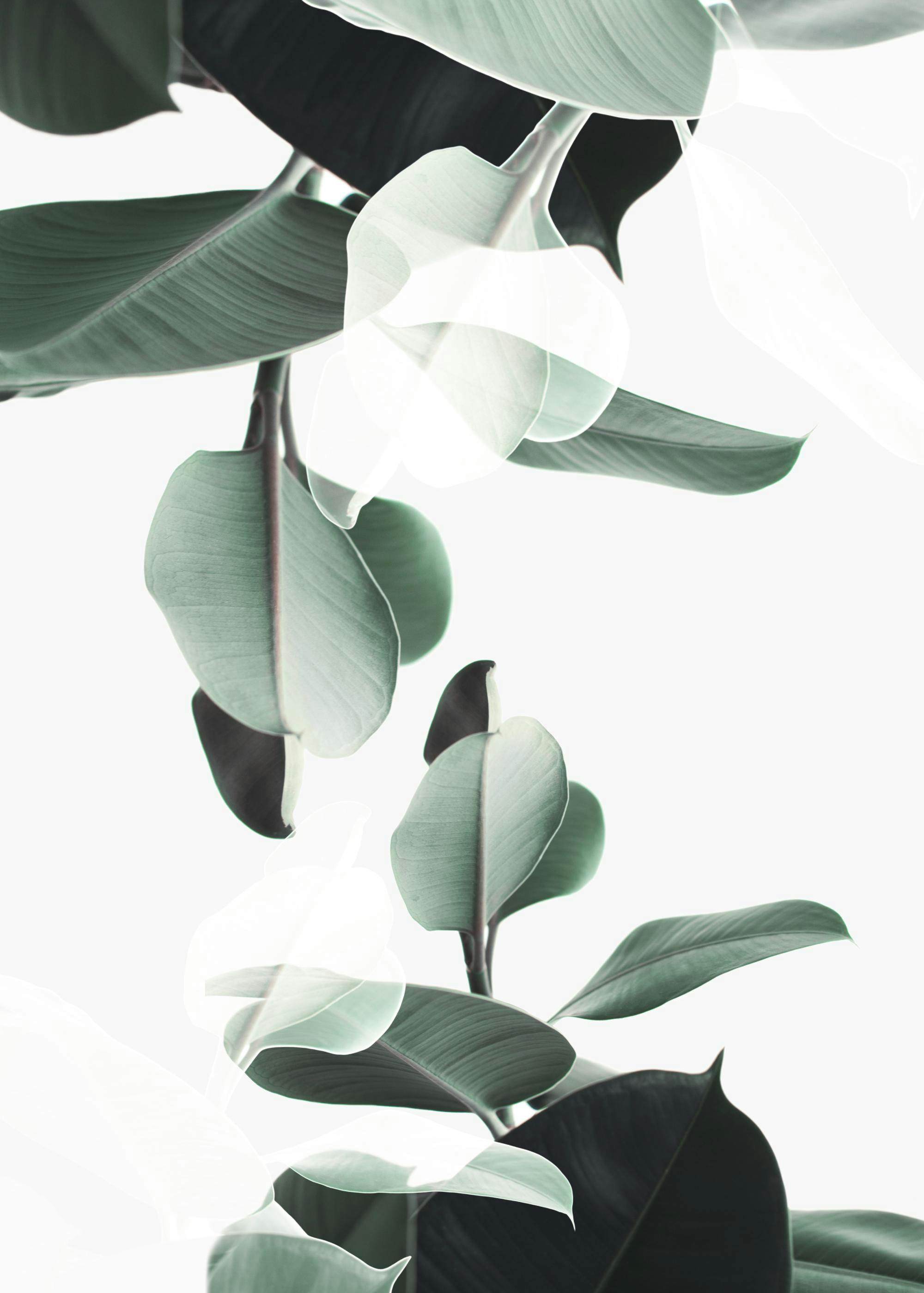 Botanisk Dobbel Eksponering Plakat 0