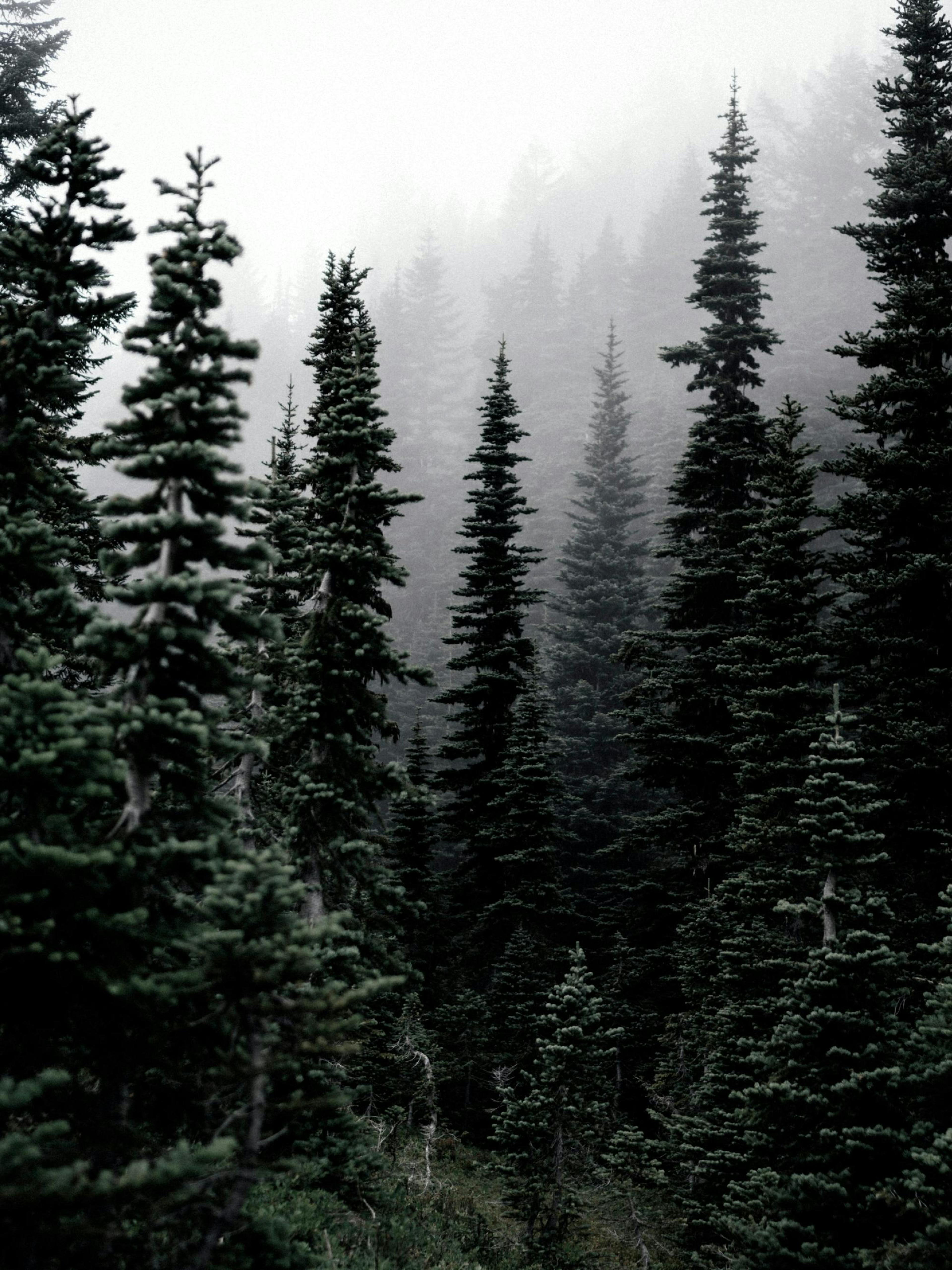 Woods Poster thumbnail