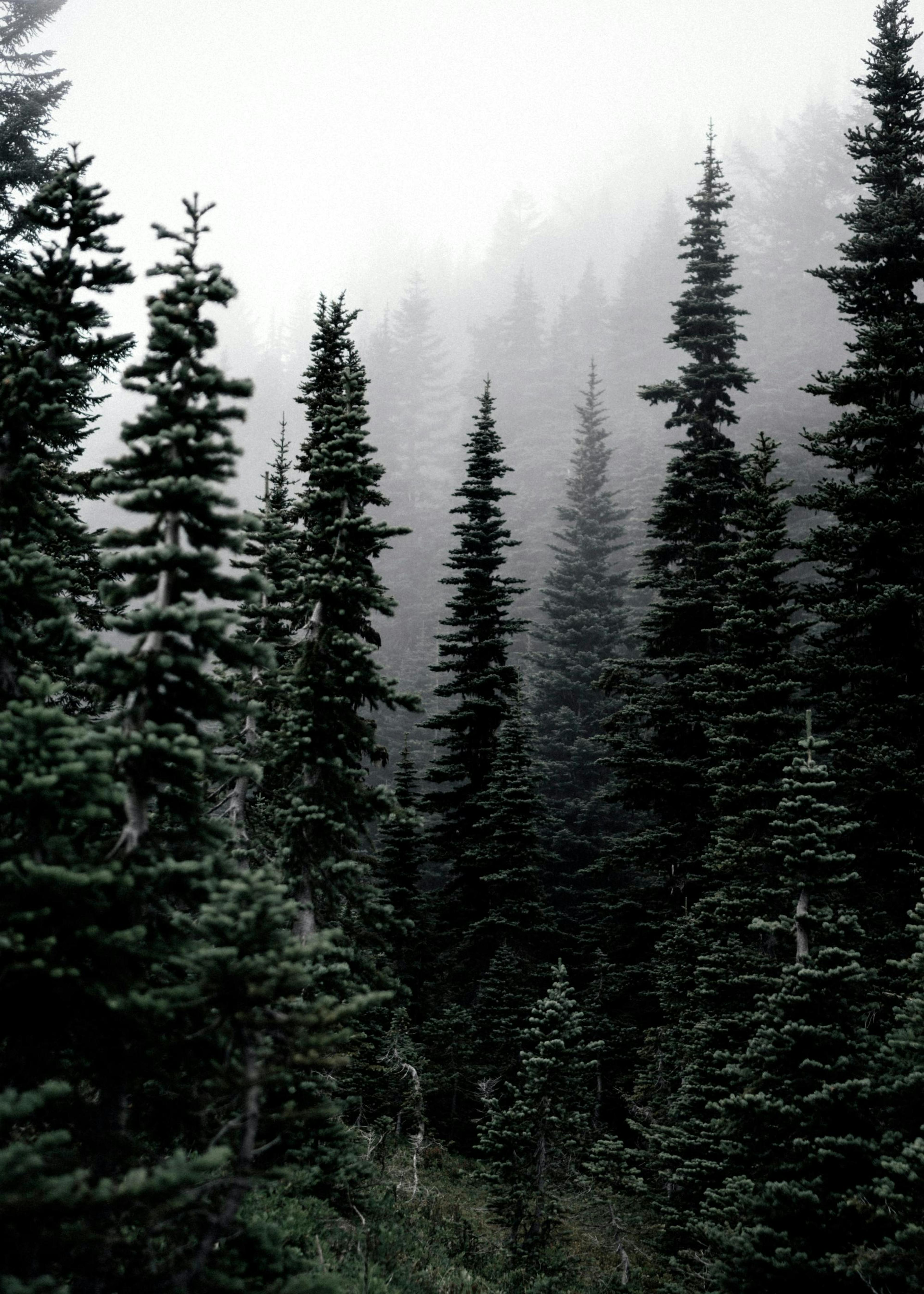 Woods Poster 0