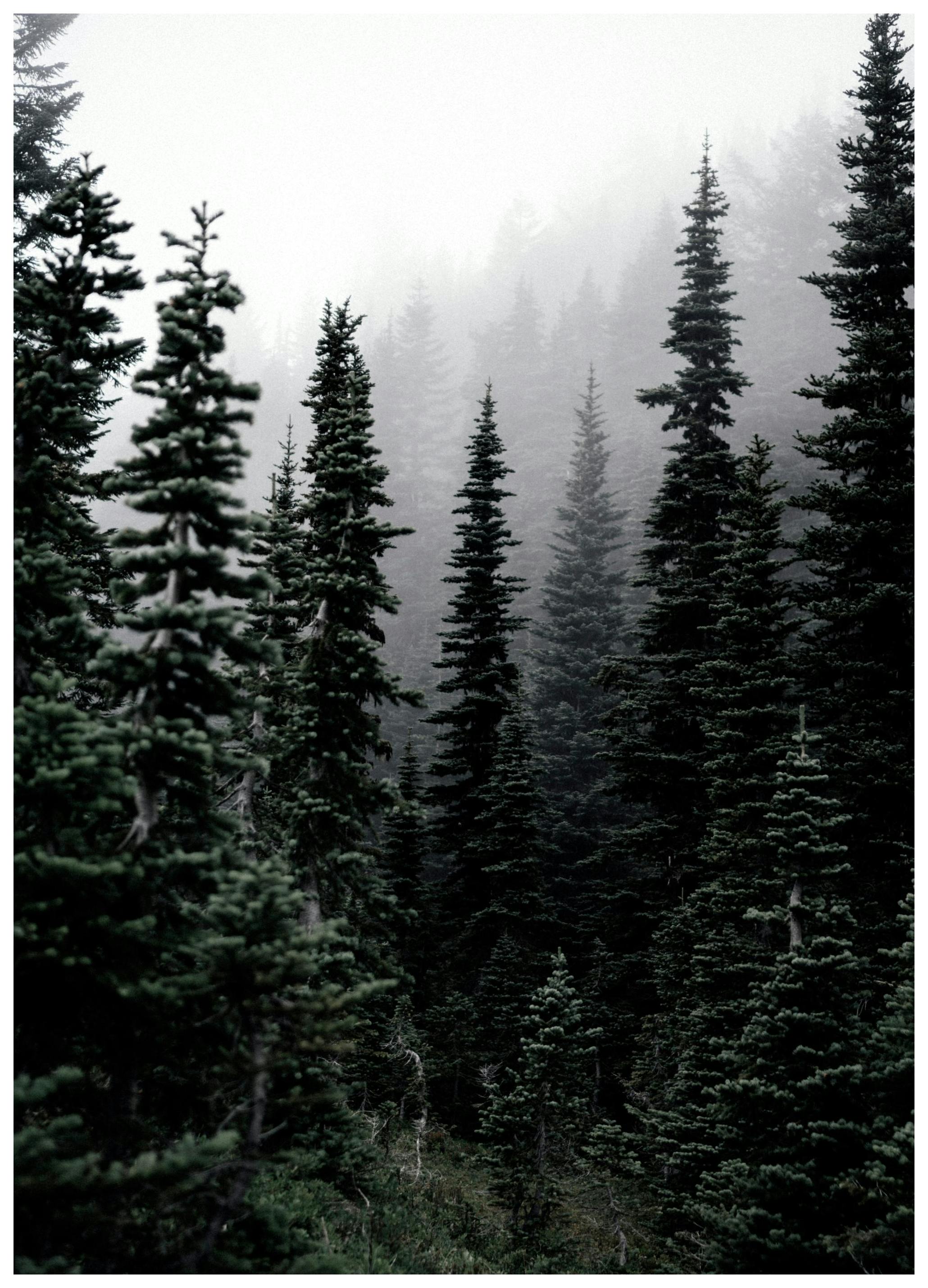 Bois Poster (21x30 cm) - Poster Store