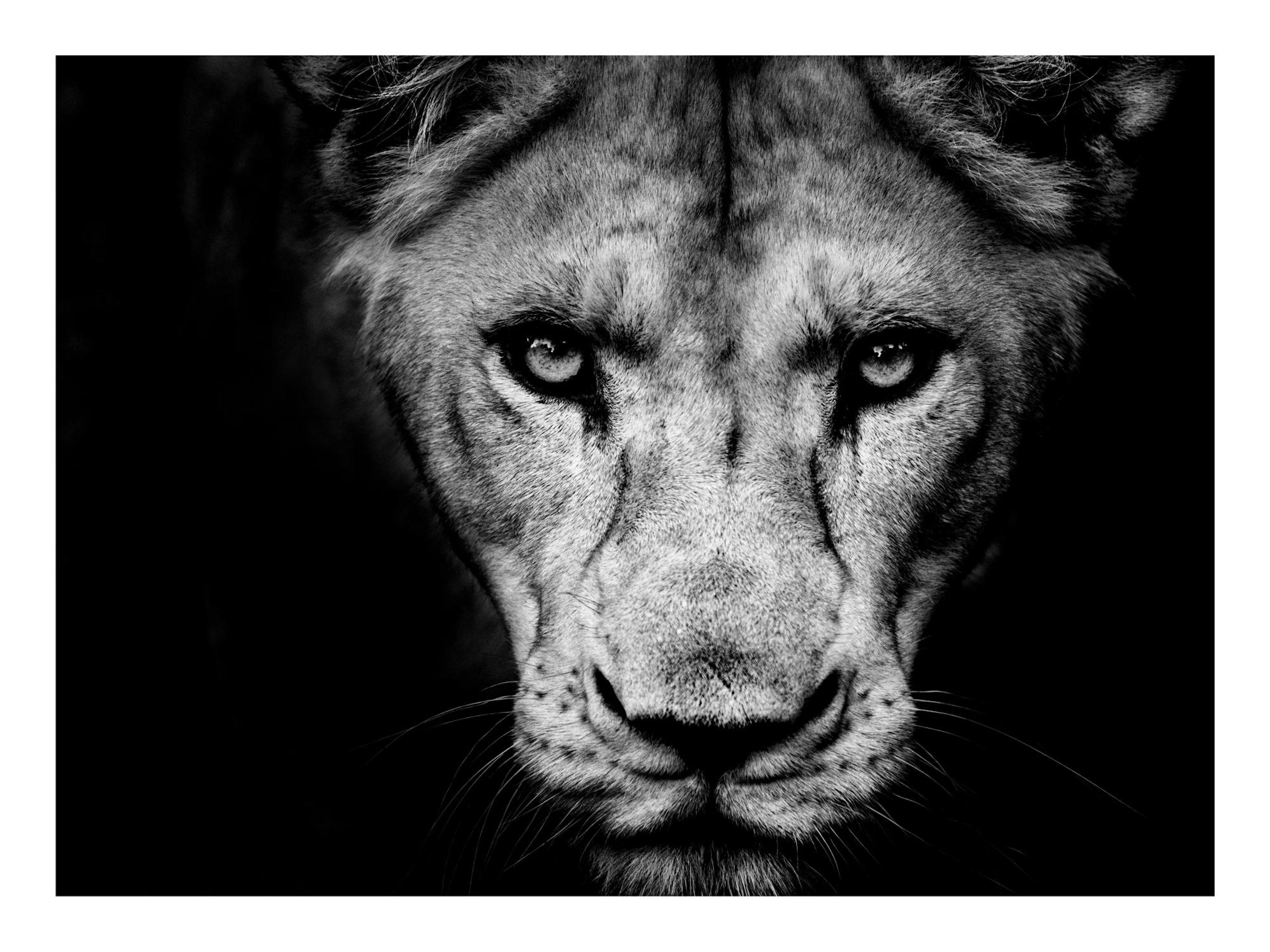 Gros Plan Lionne Poster thumbnail