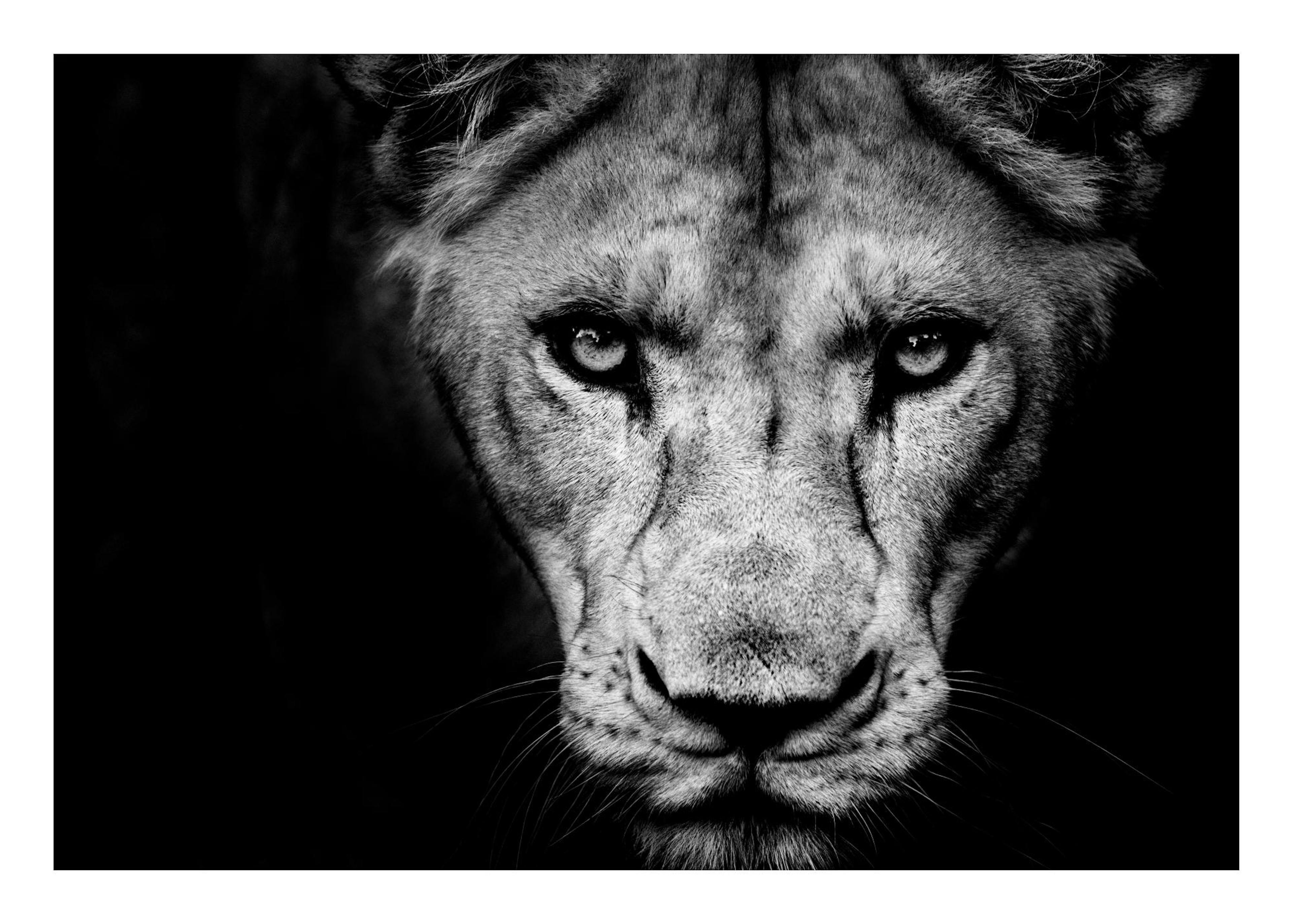 Lioness Close Up Poster 0