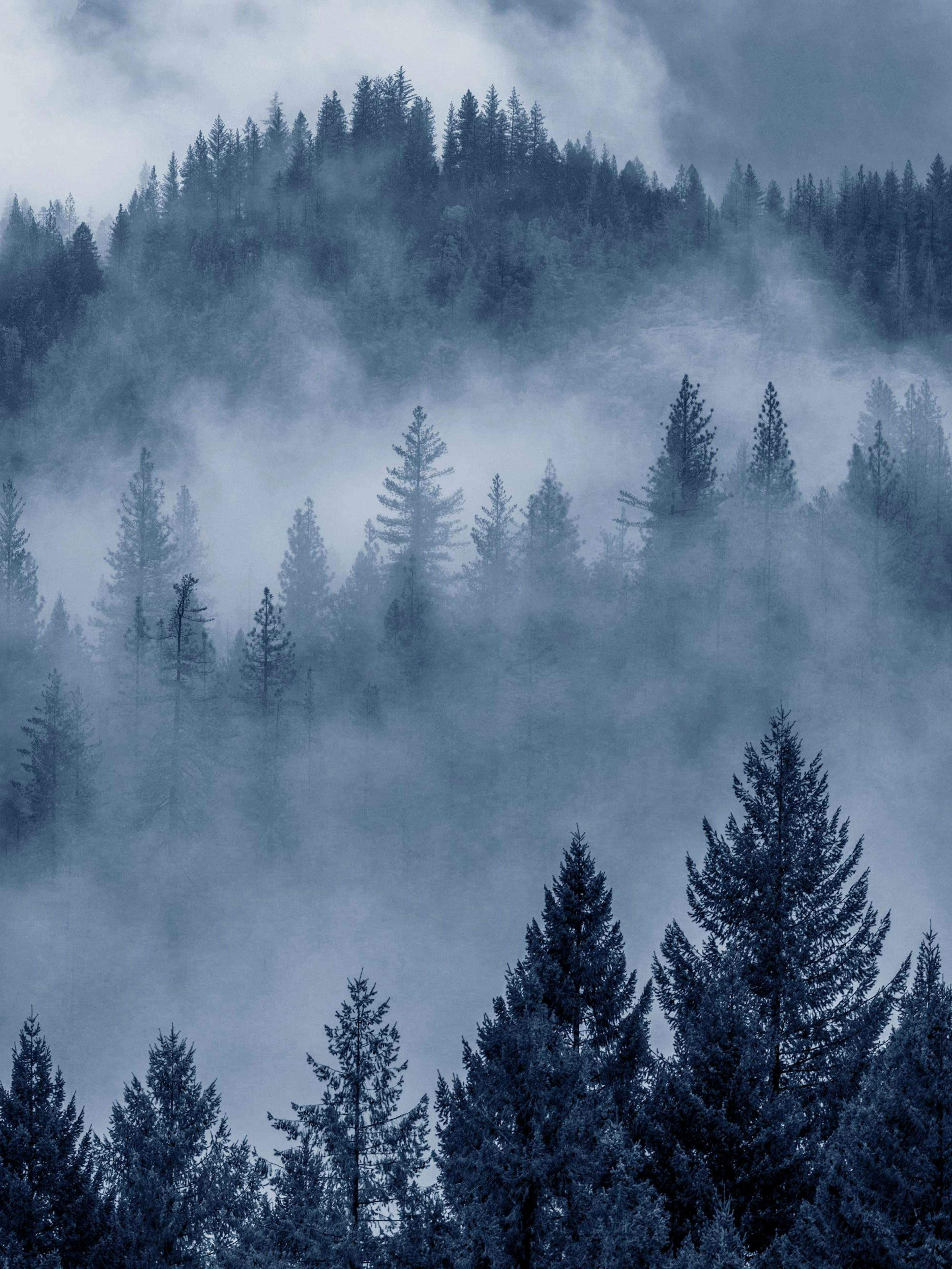 Blue Forest Poster thumbnail