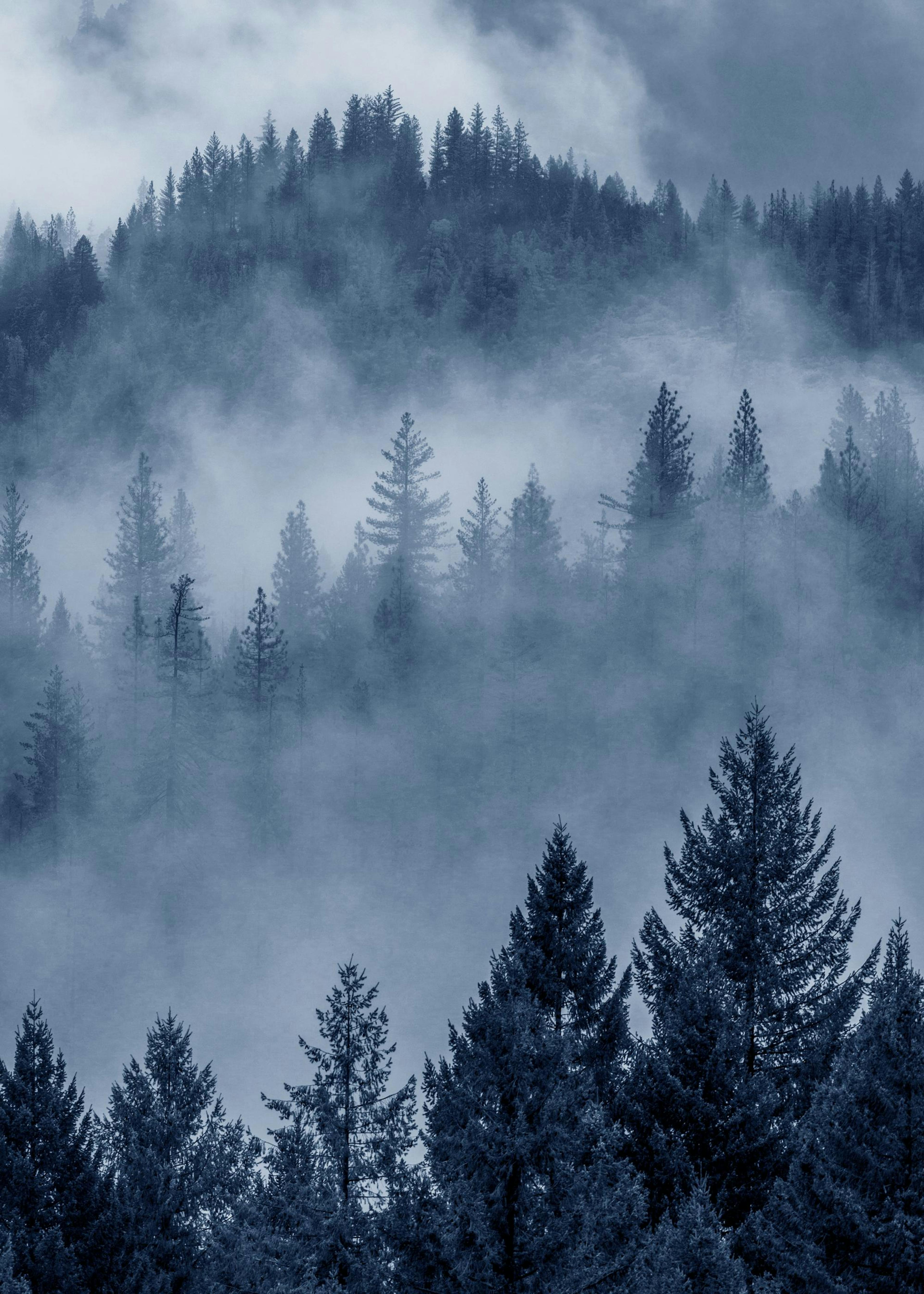 Foresta Blu Poster 0