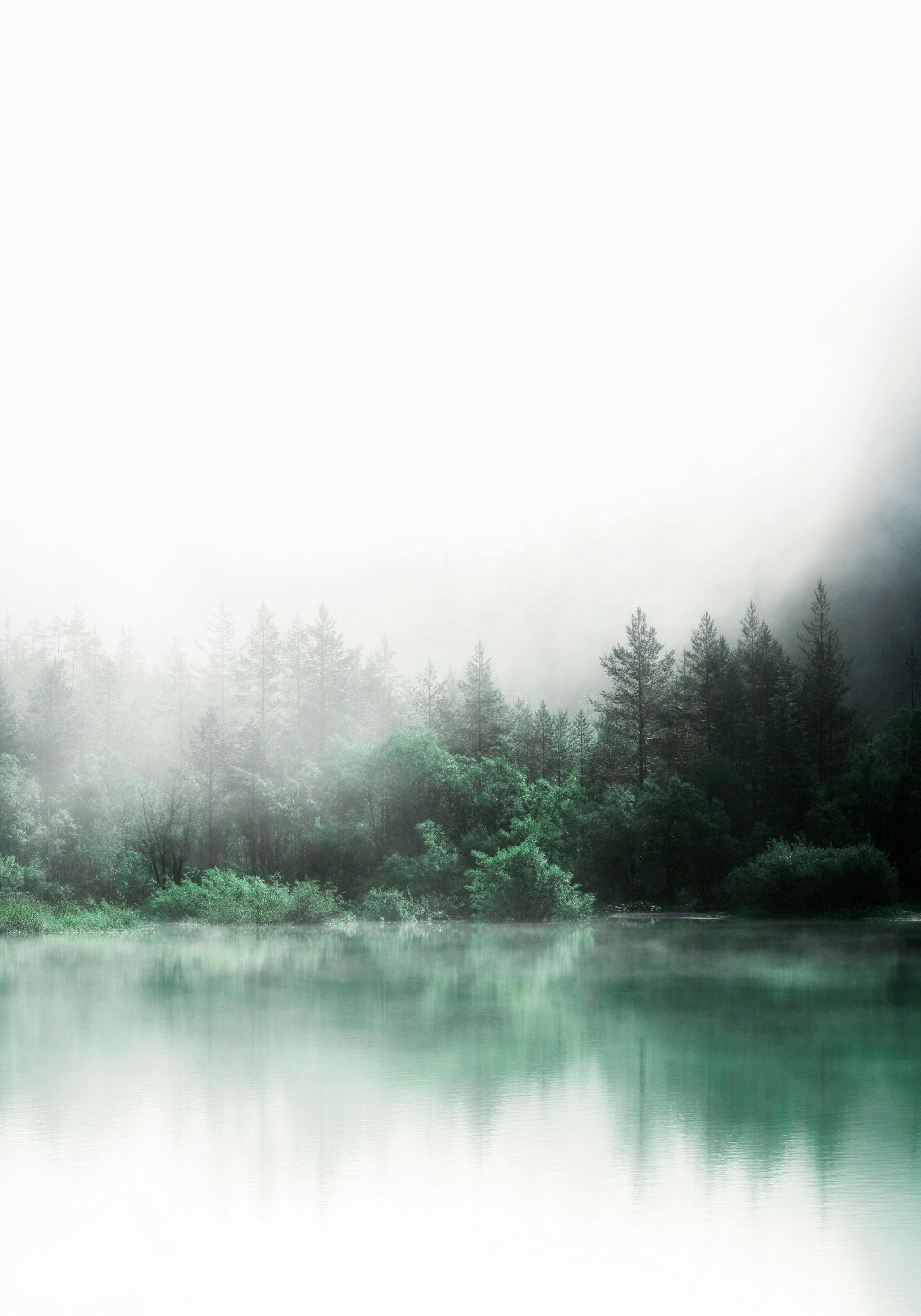 Forest Reflections Poster thumbnail