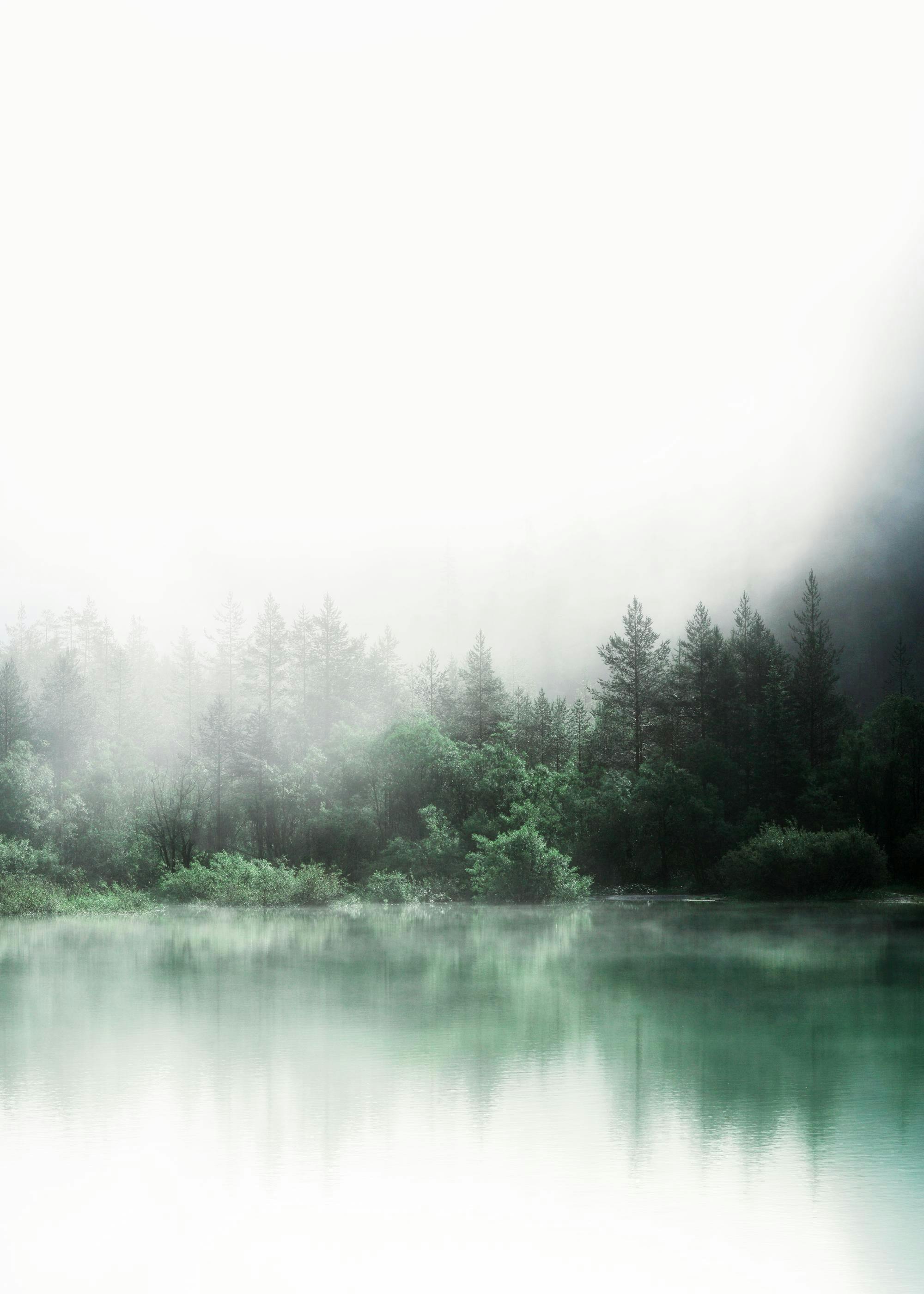 Forest Reflections Poster 0