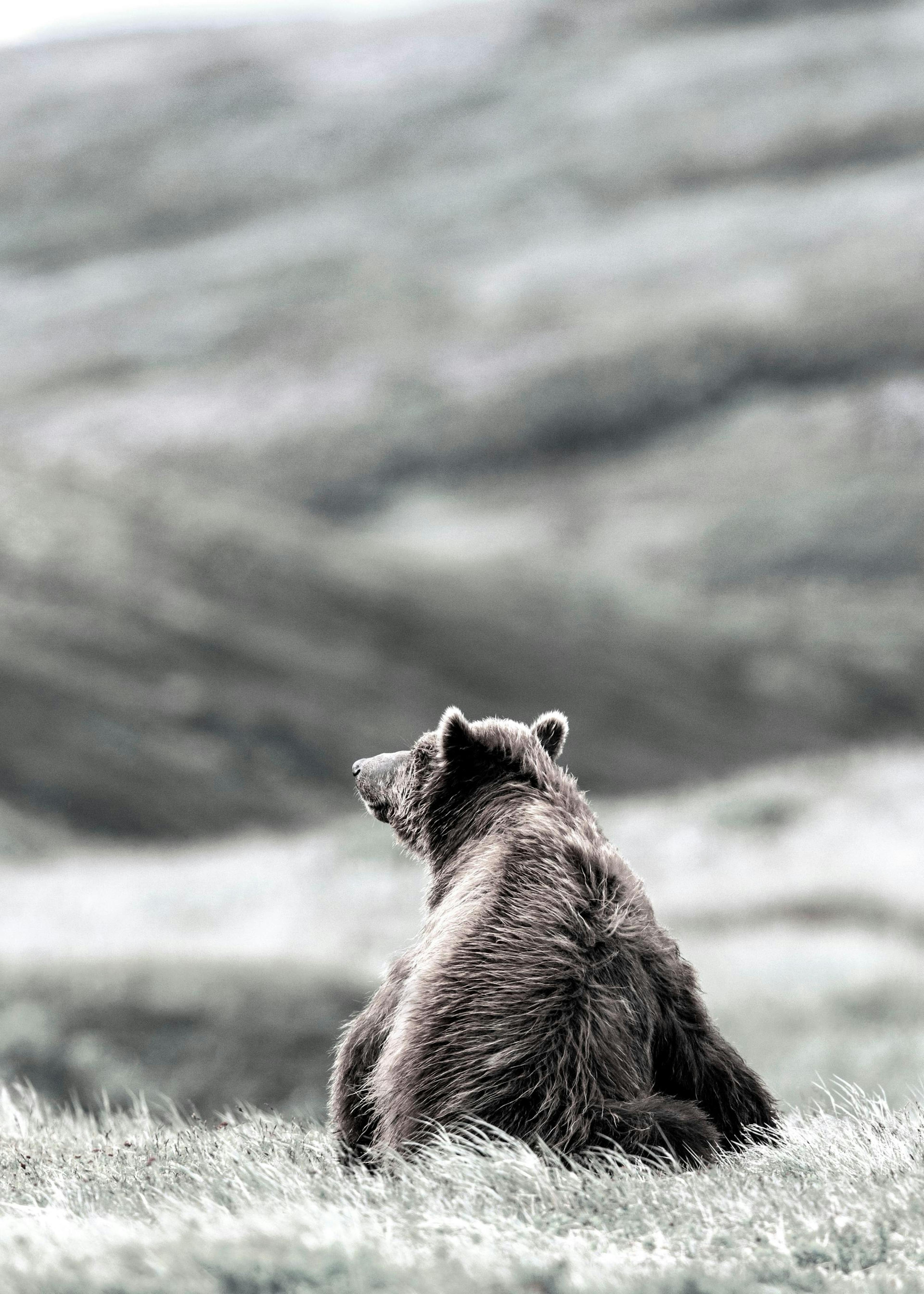 Braunbär Poster 0