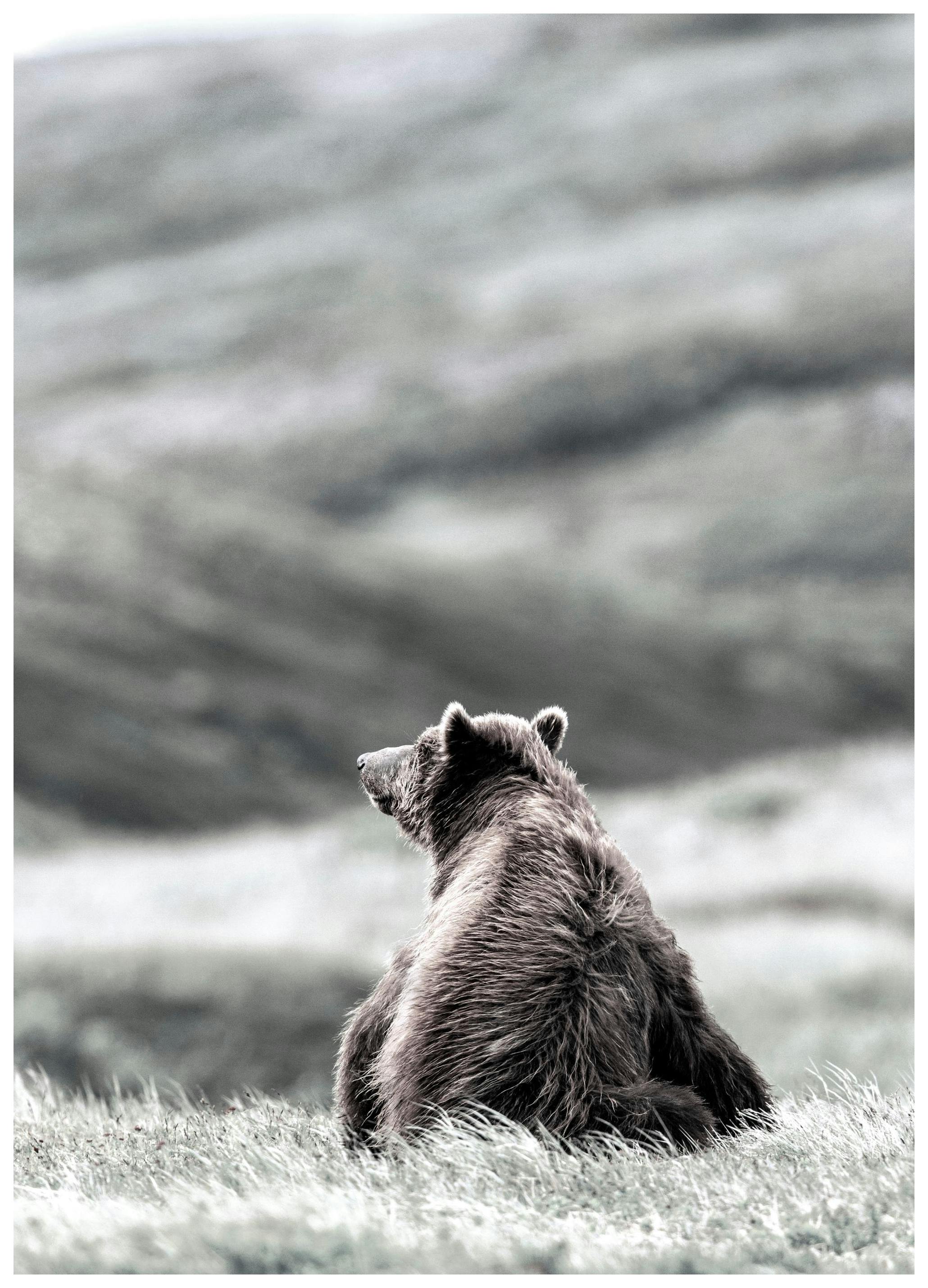 Brown Bear Poster (21x30 cm) - Poster Store