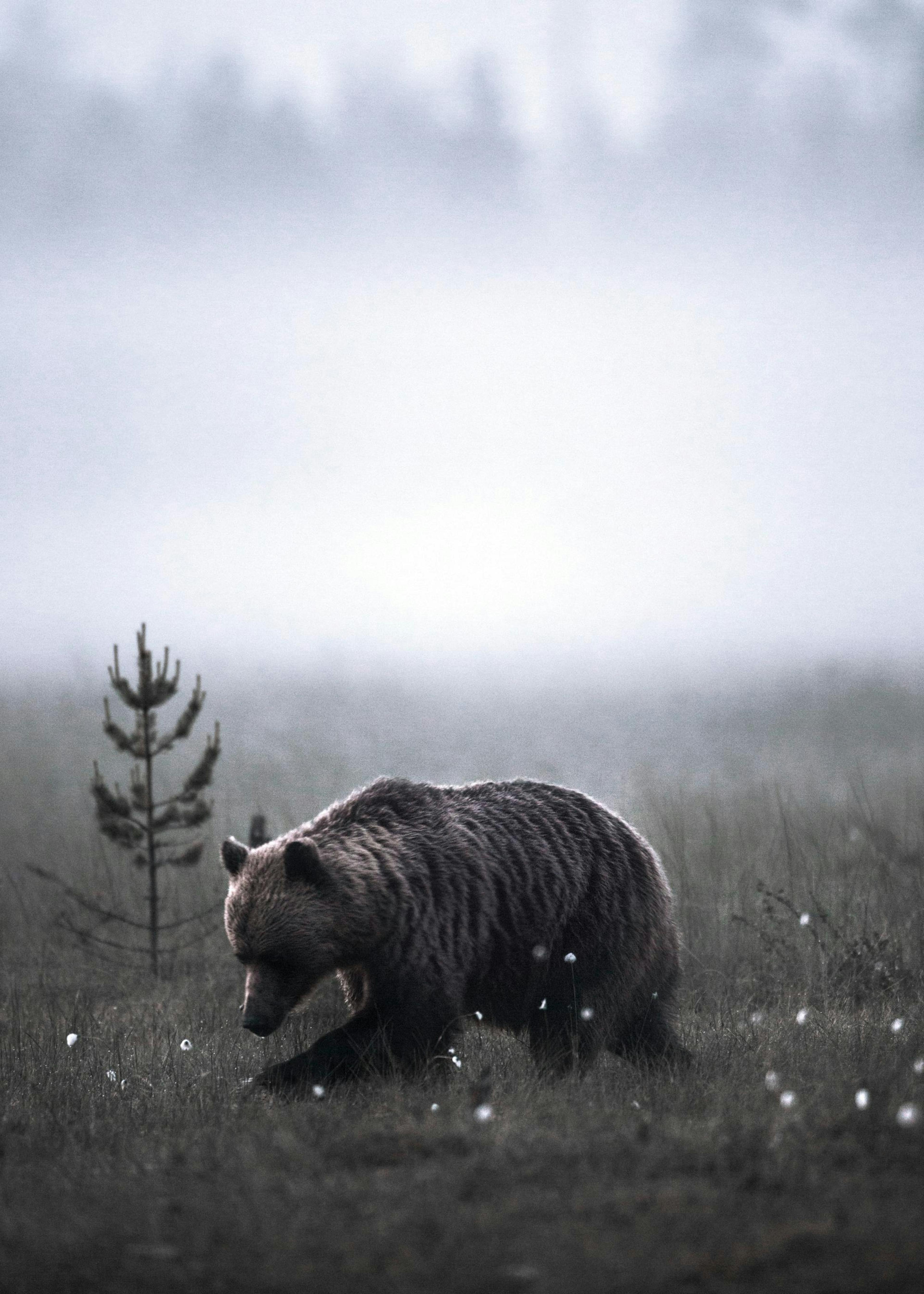 Bär Poster 0