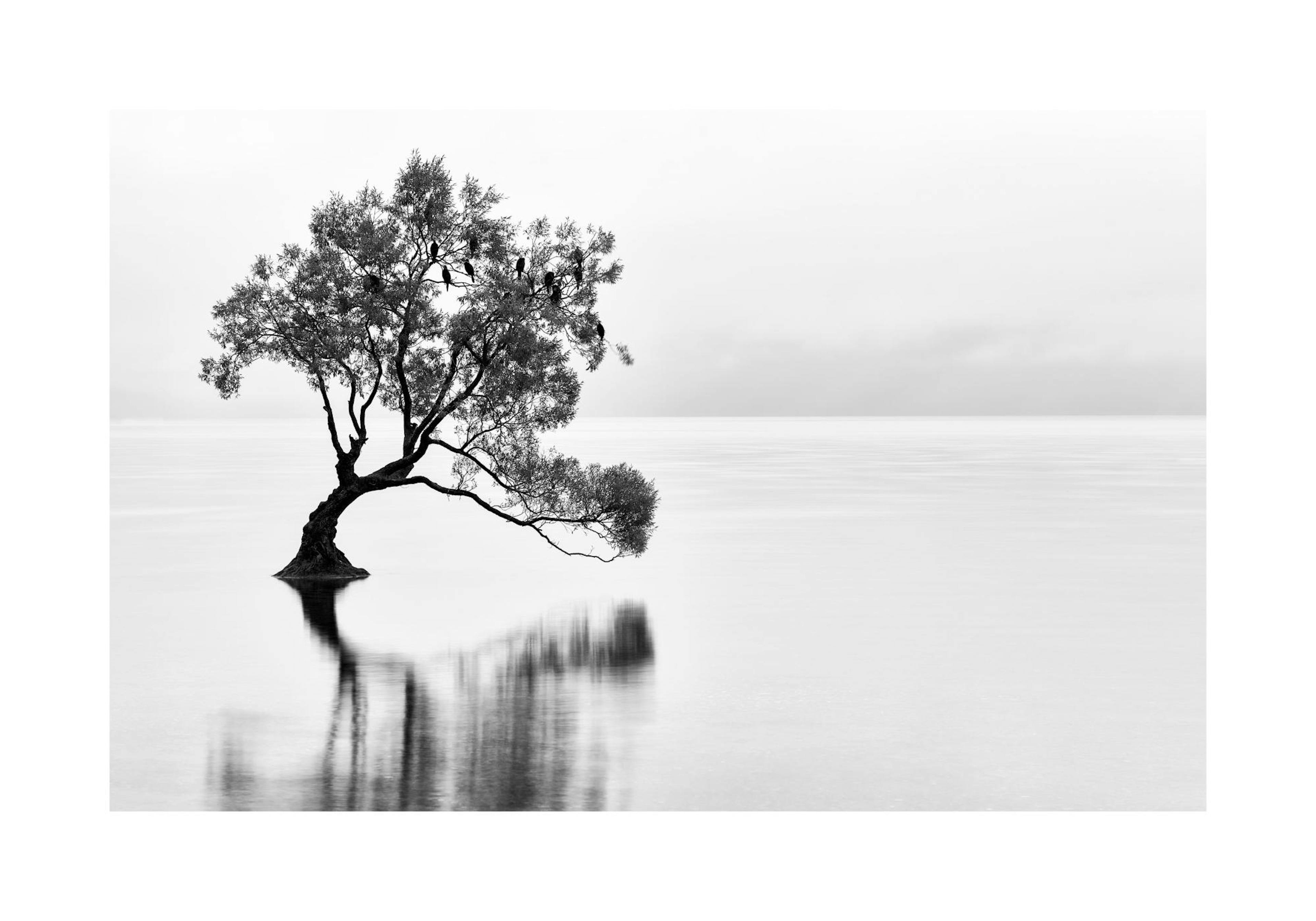 Wanaka Tree Poster thumbnail