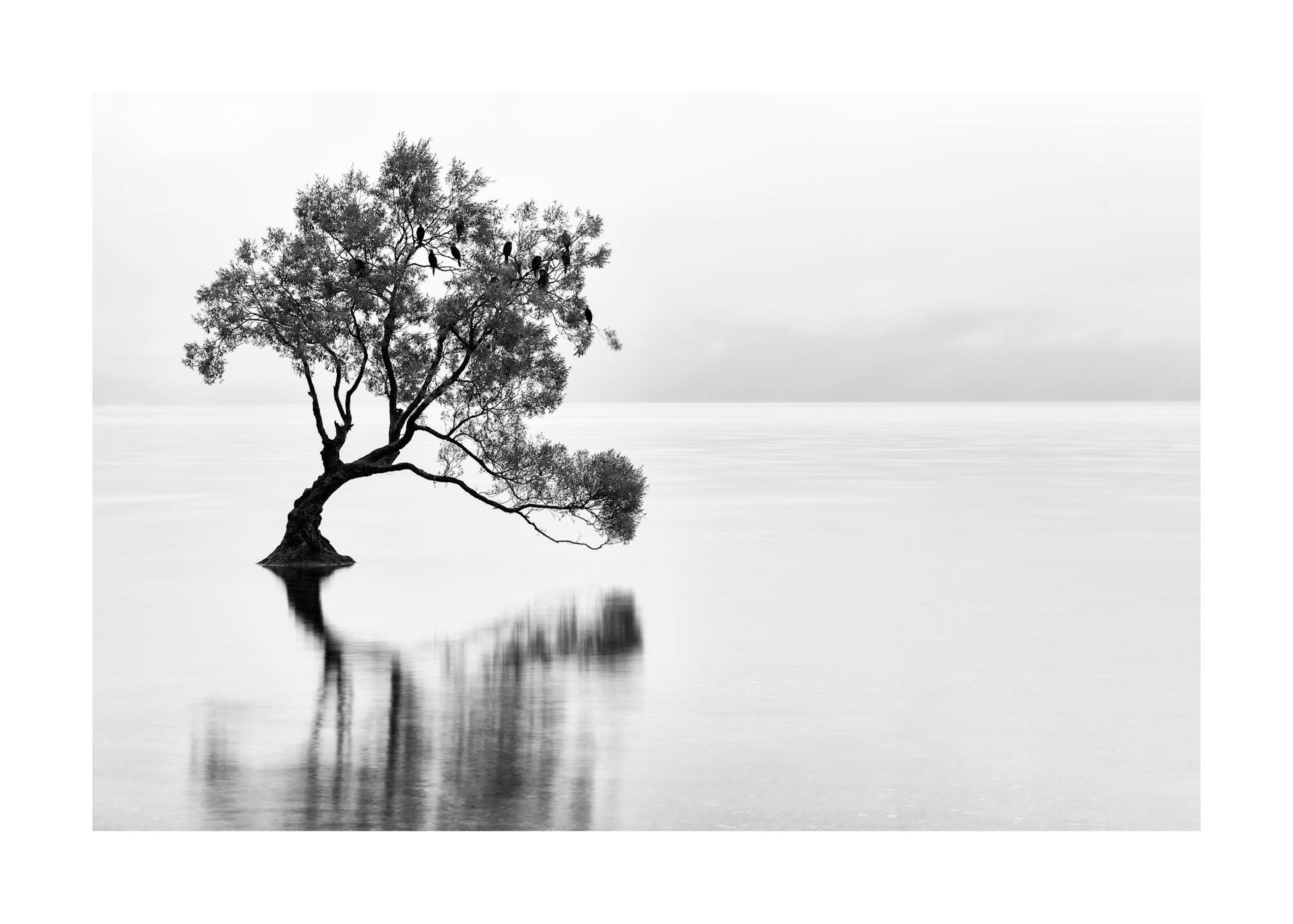 Wanaka Tree Poster 0