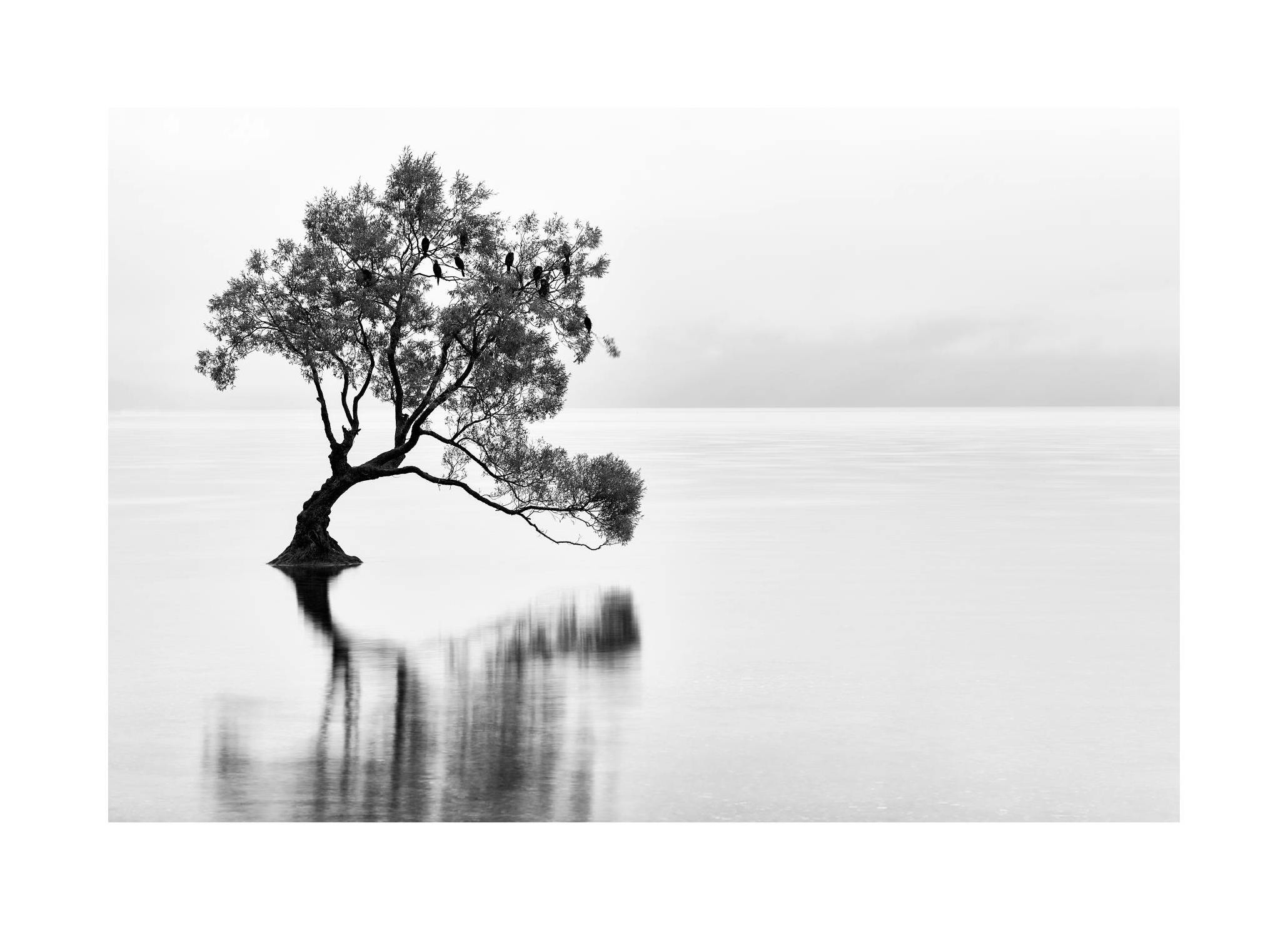 Wanaka Tree Poster (21x30 cm) - Poster Store