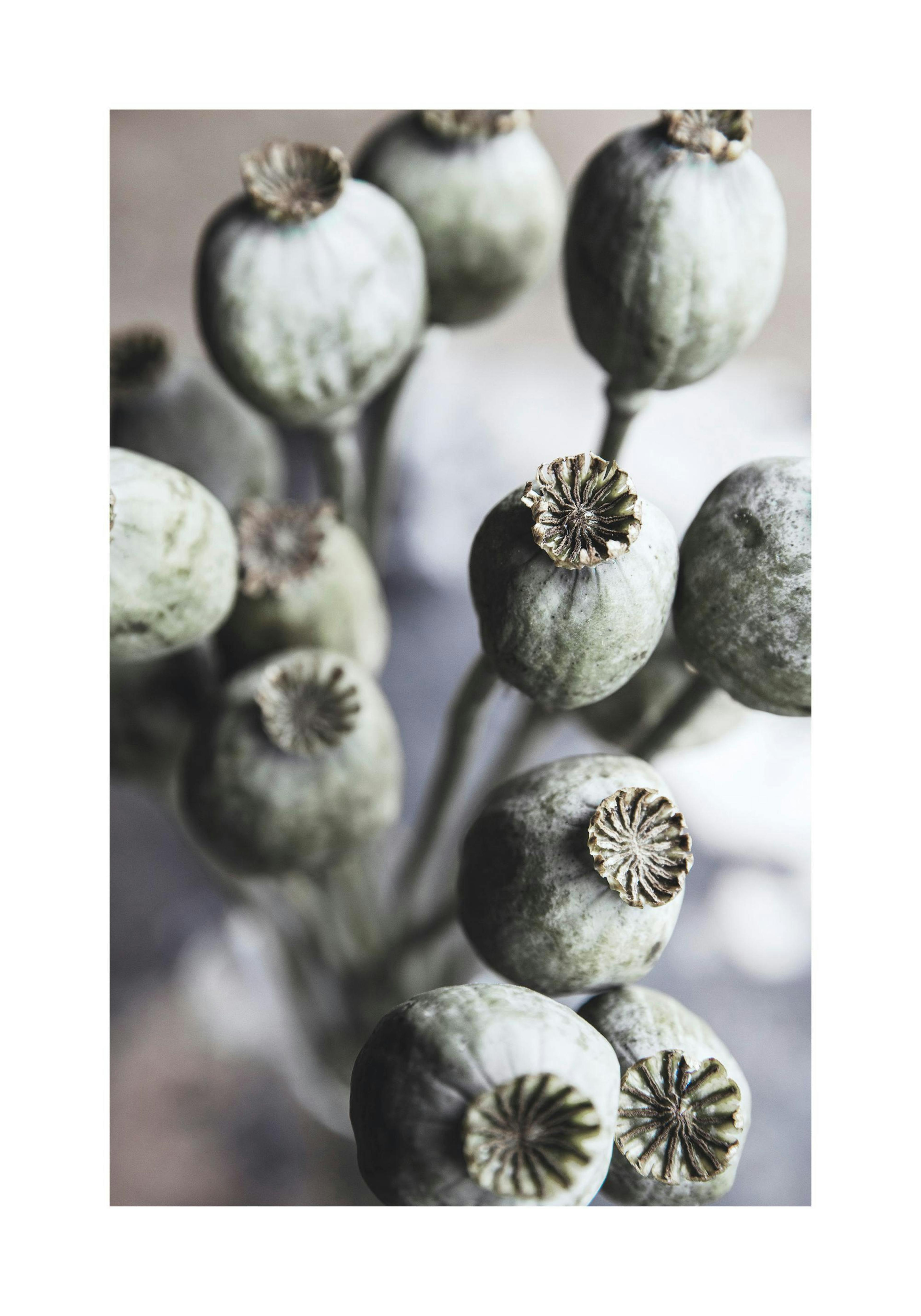 Autumn Poppies Poster thumbnail