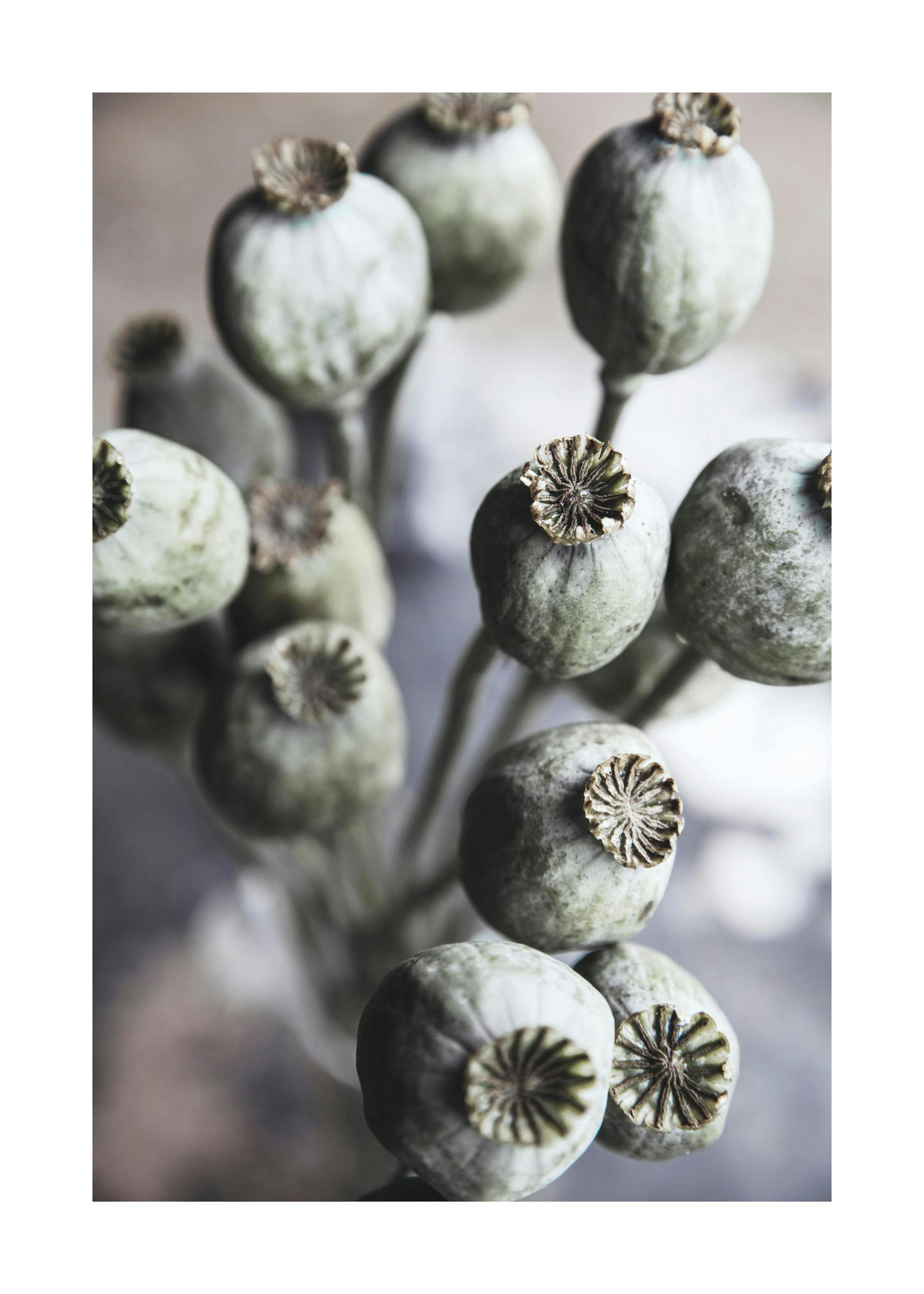 Autumn Poppies Poster 0