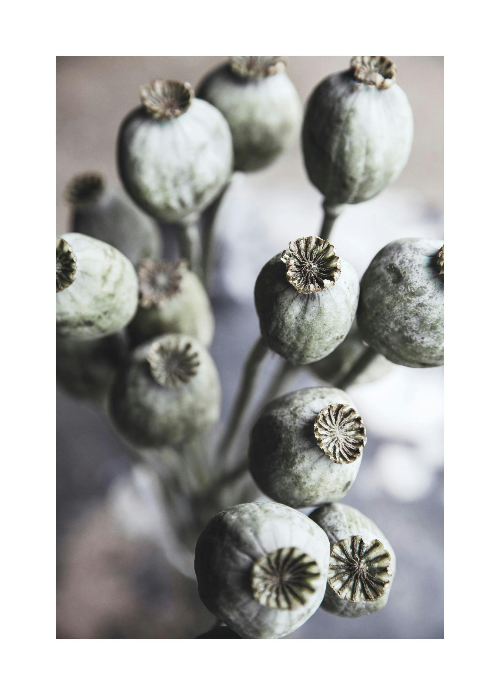 Höstvallmo Poster (50x70 cm) - Poster Store