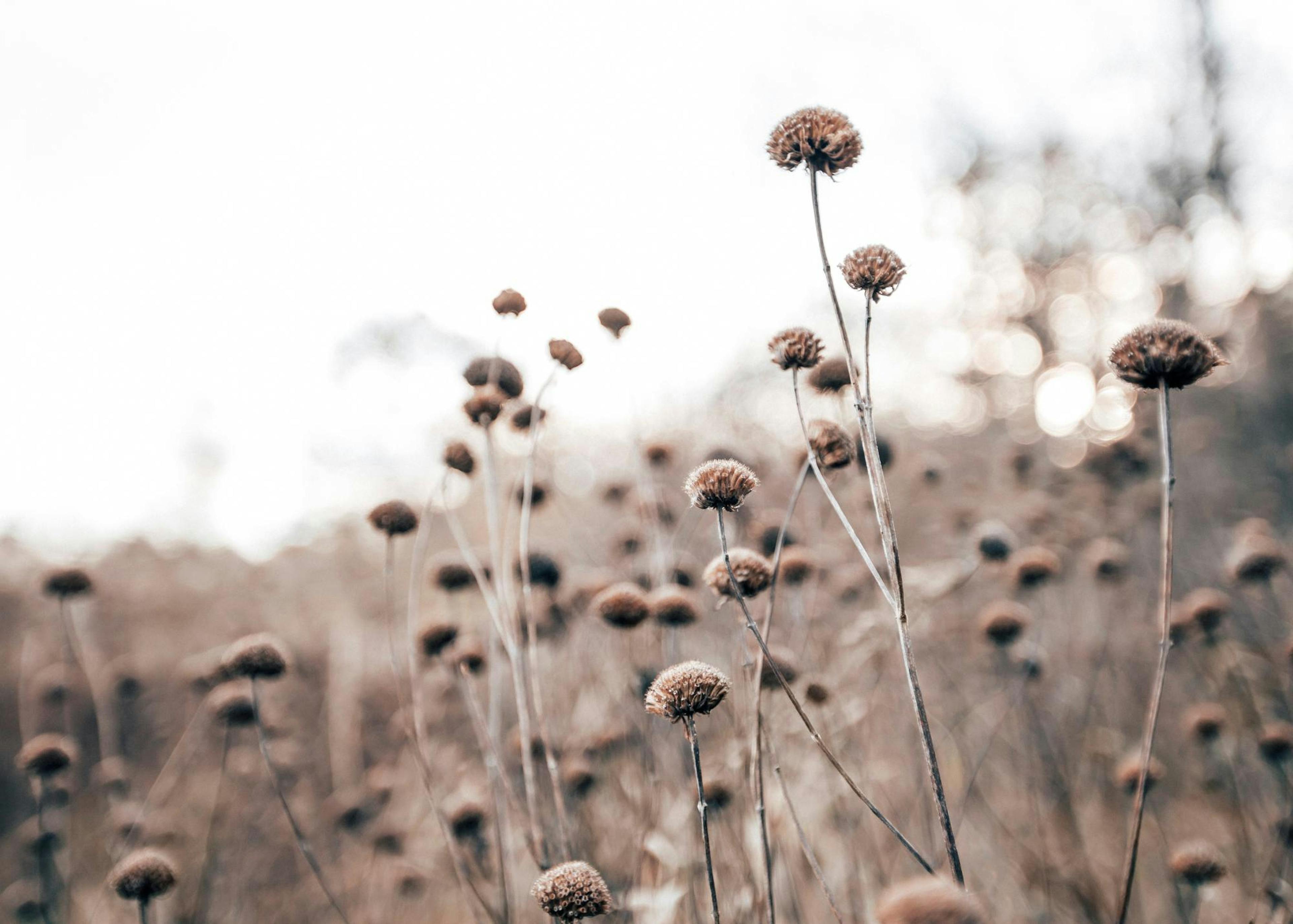 Wild Flowers Poster 0