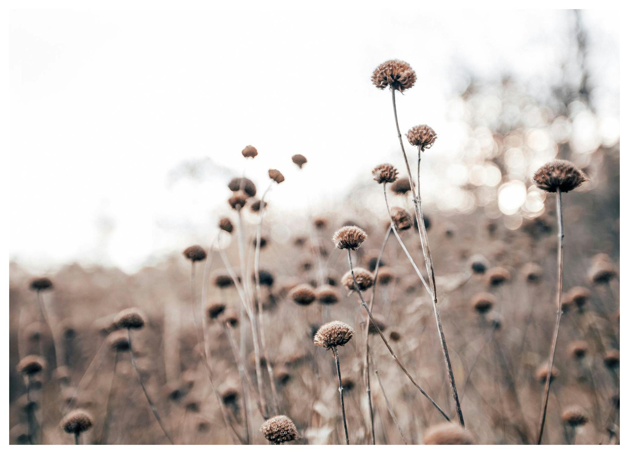 Wild Flowers Affiche (21x30 cm) - Poster Store