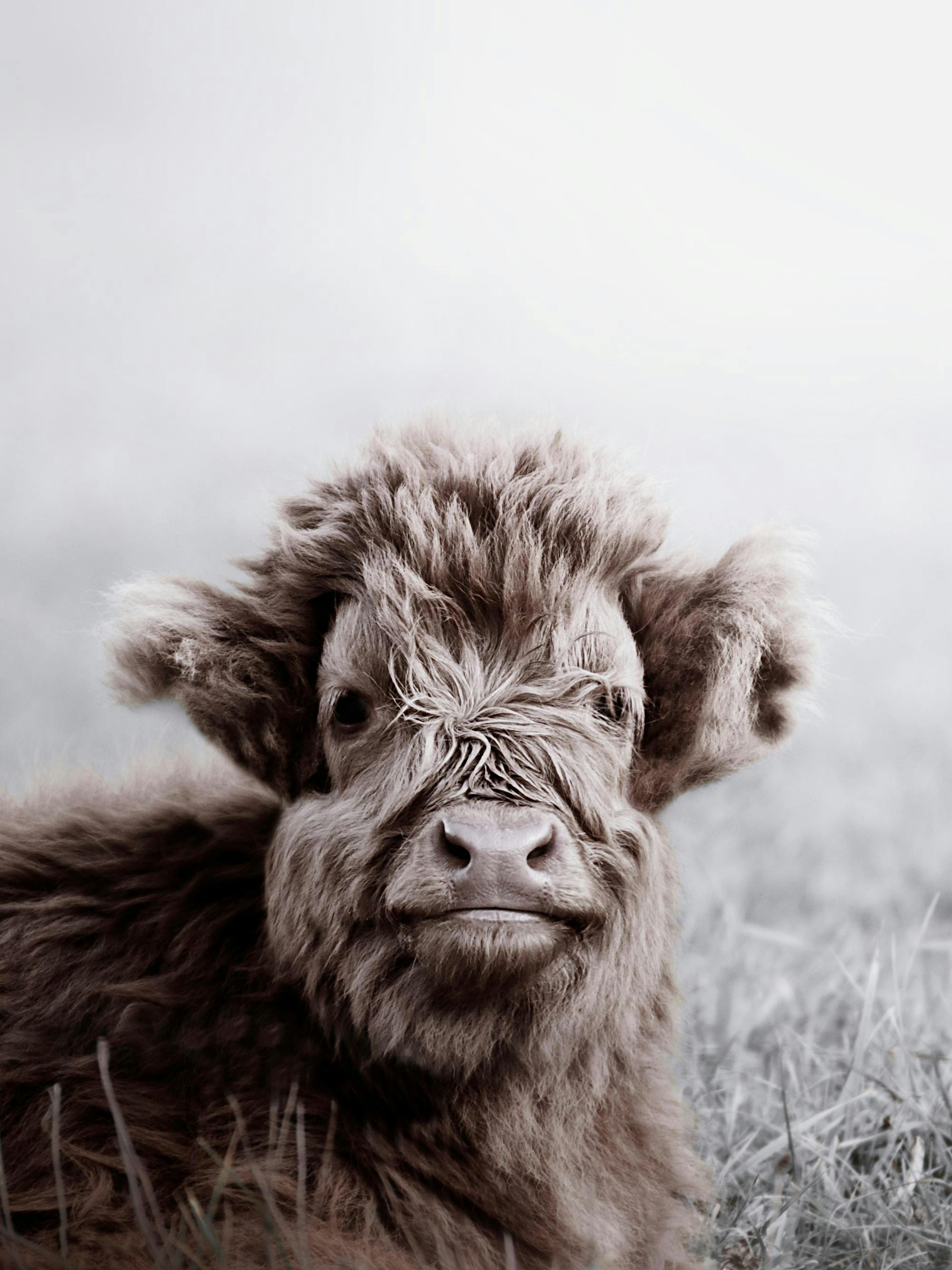 Veau Highland Cattle Poster thumbnail