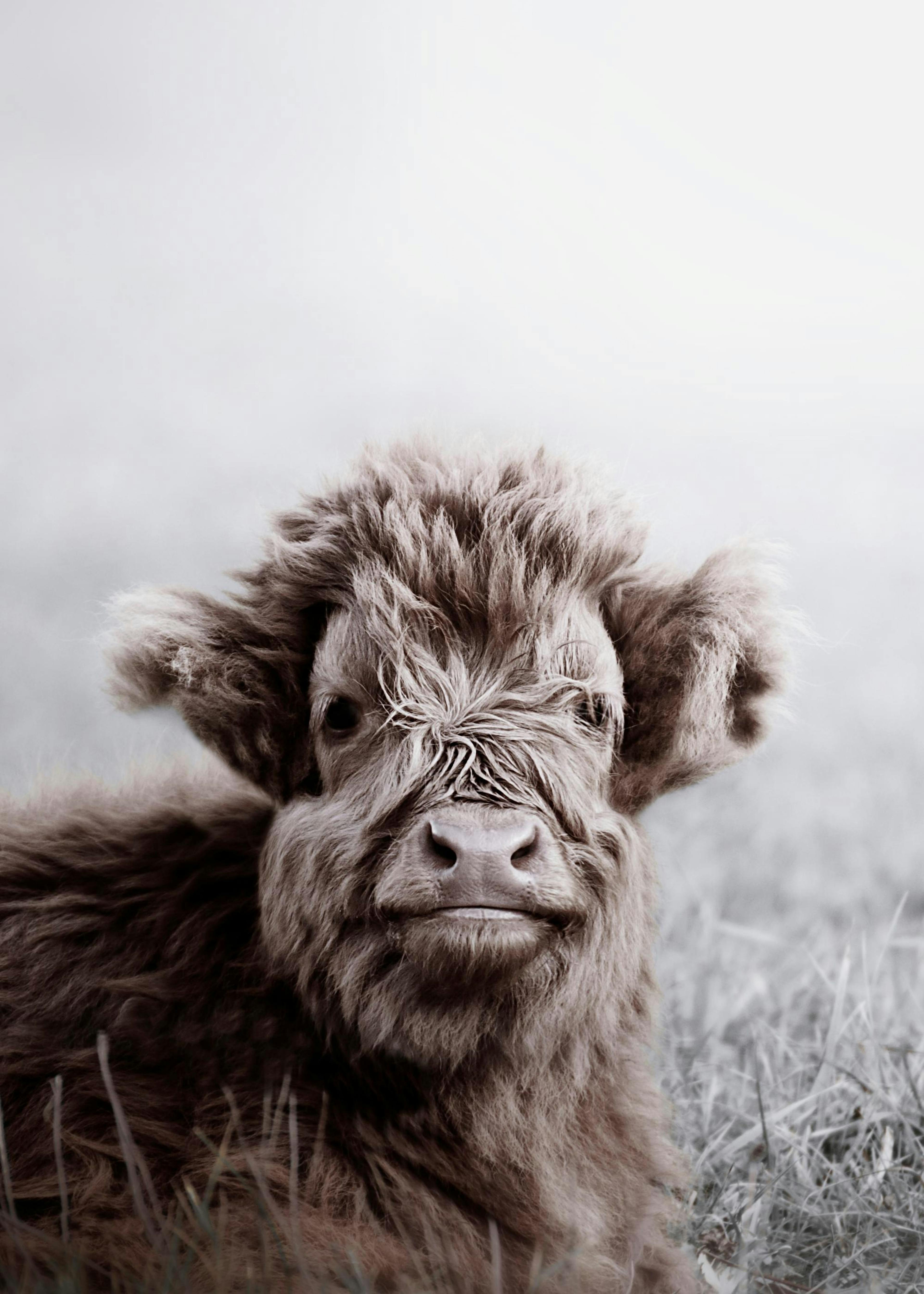 Highland Cattle Calf Poster thumbnail