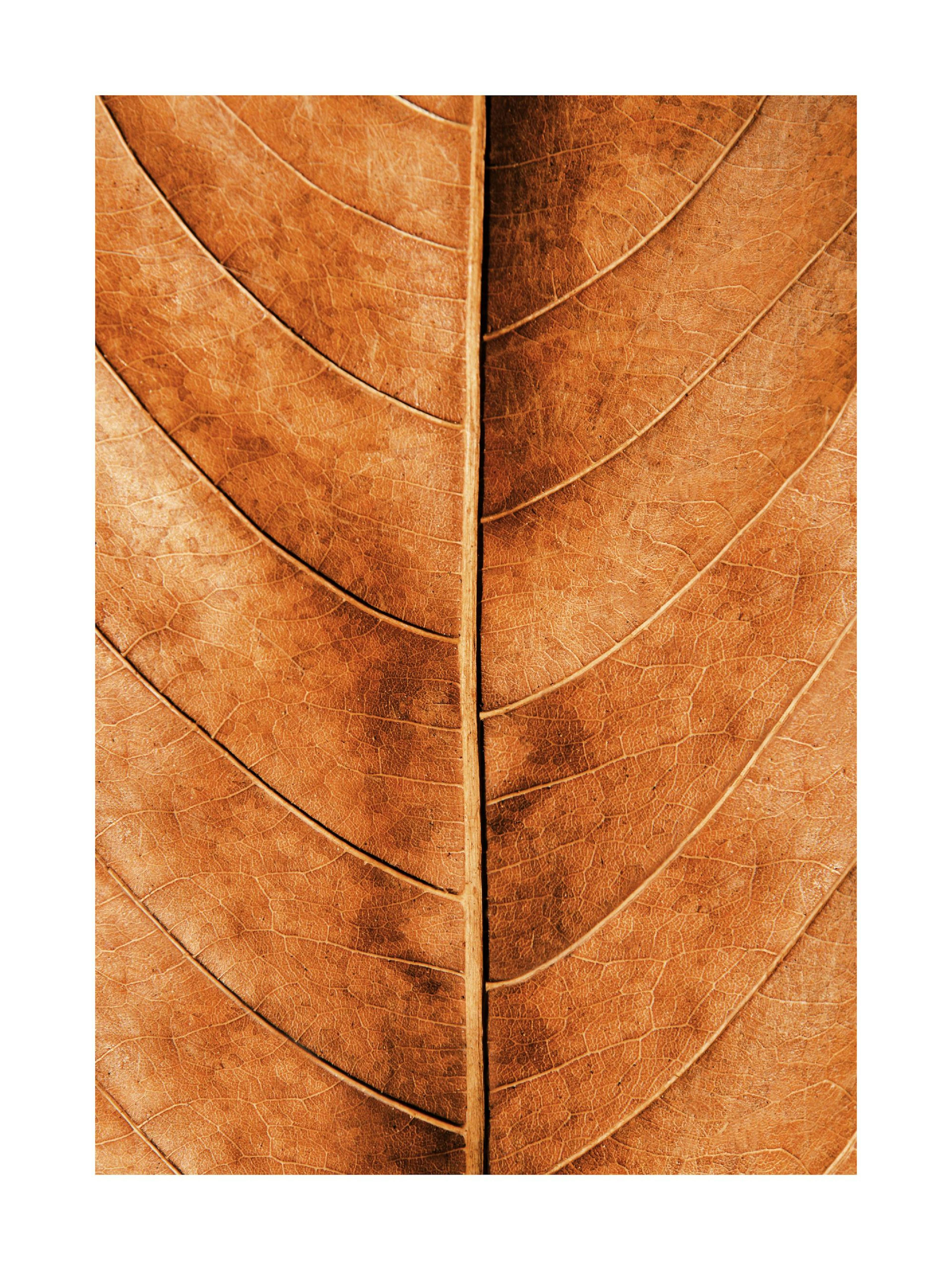 Foglia Autunno Poster thumbnail