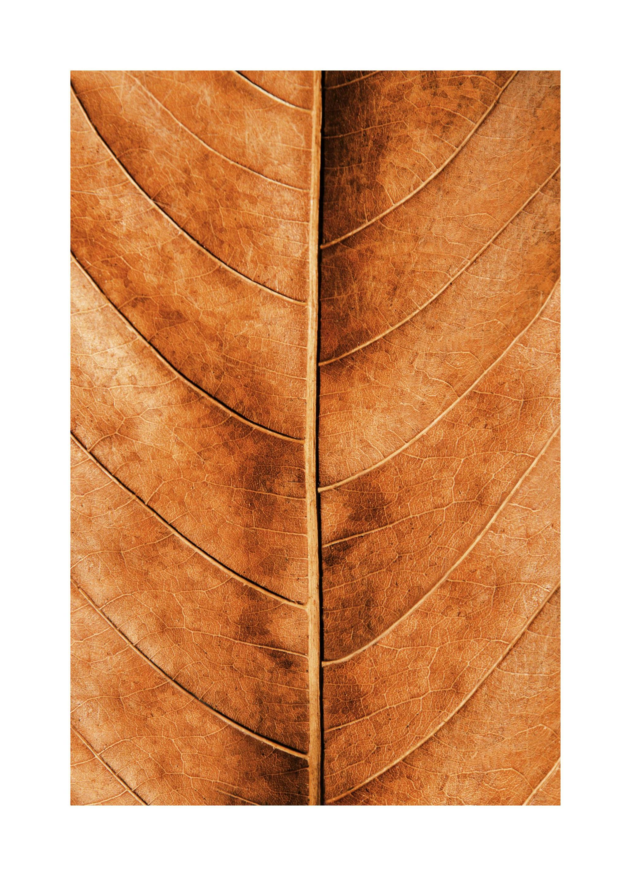 Herfstblad Poster (30x40 cm) - Poster Store