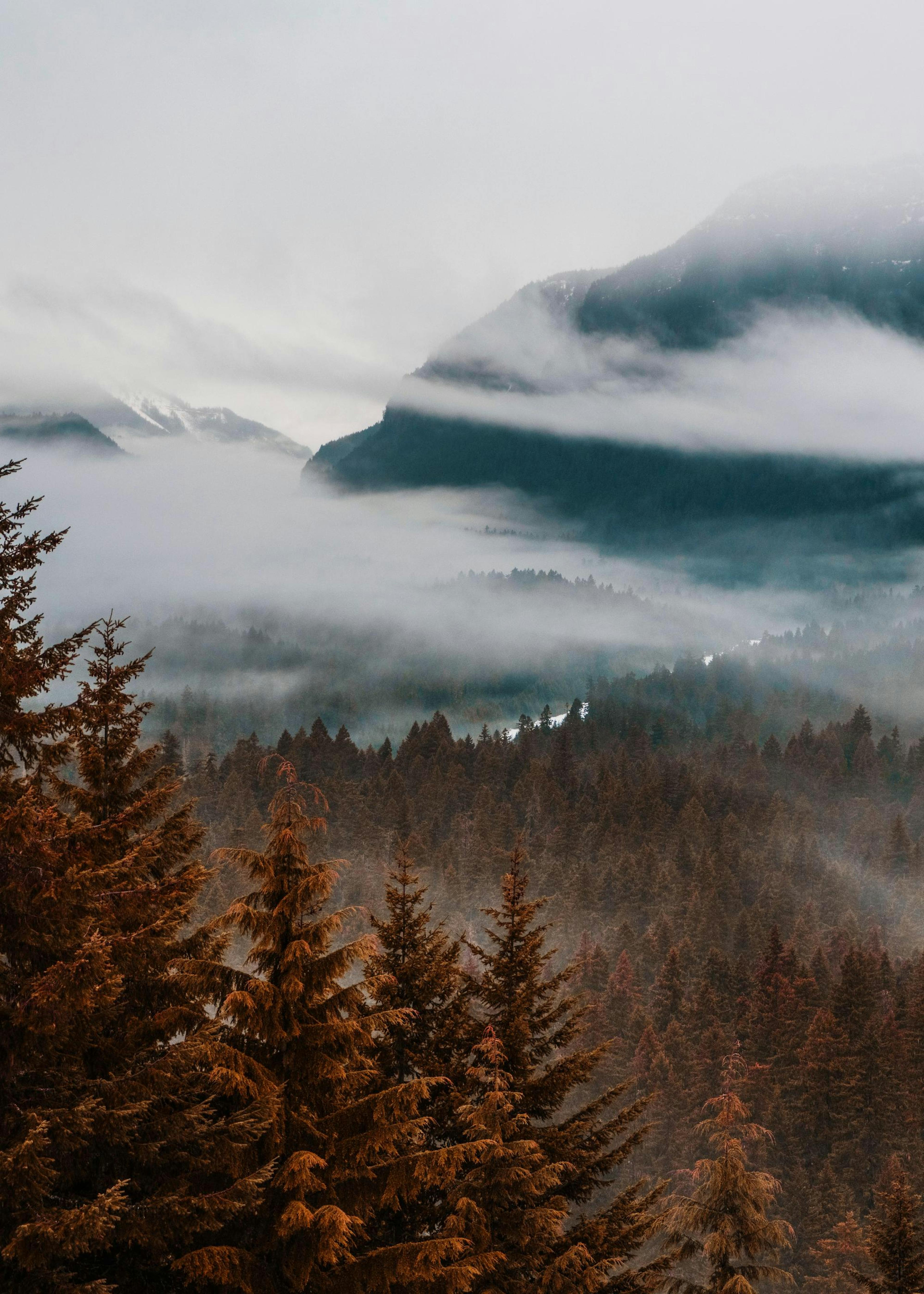 Forest in Fog Poster 0