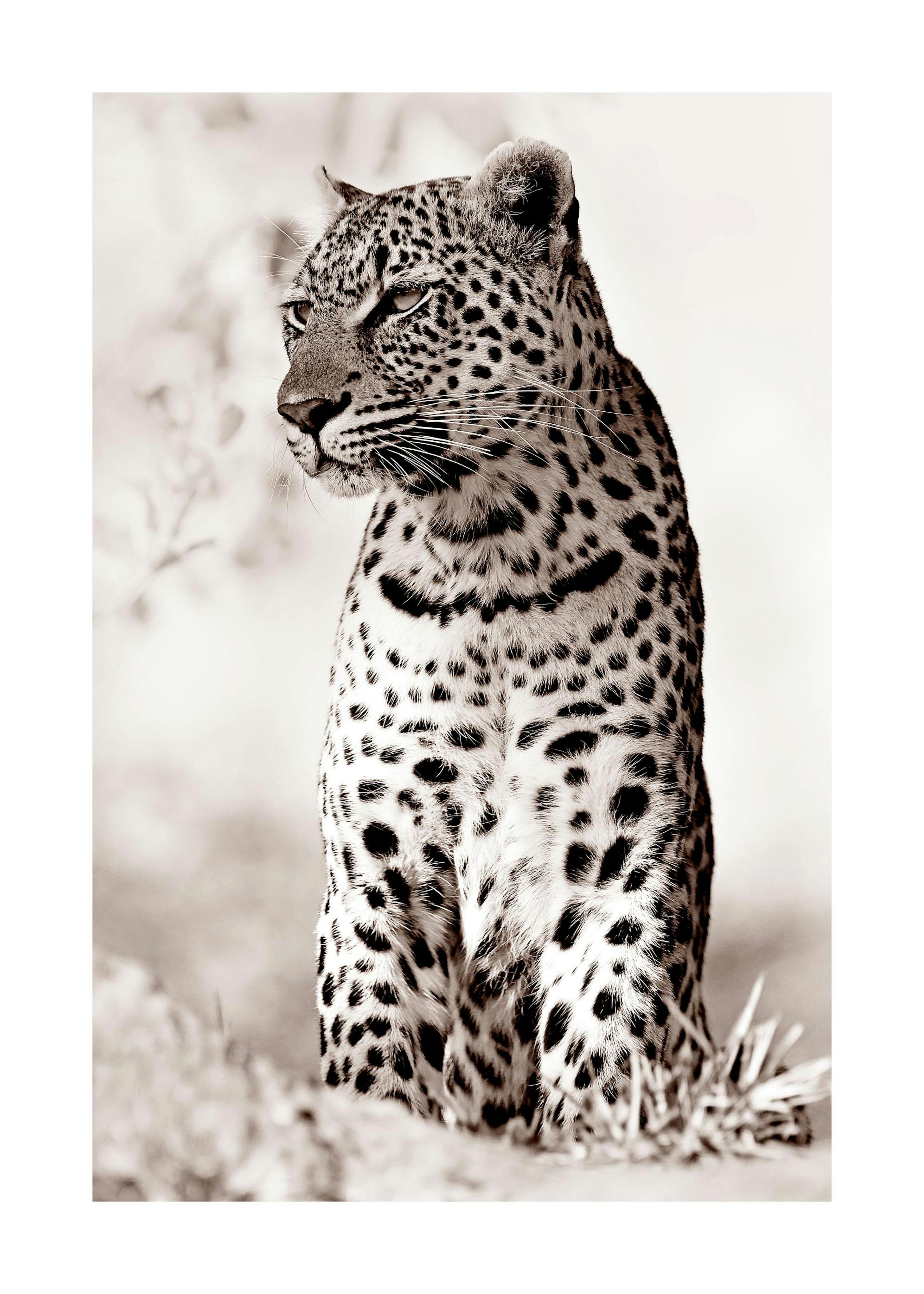Leopard in the wild Poster 0