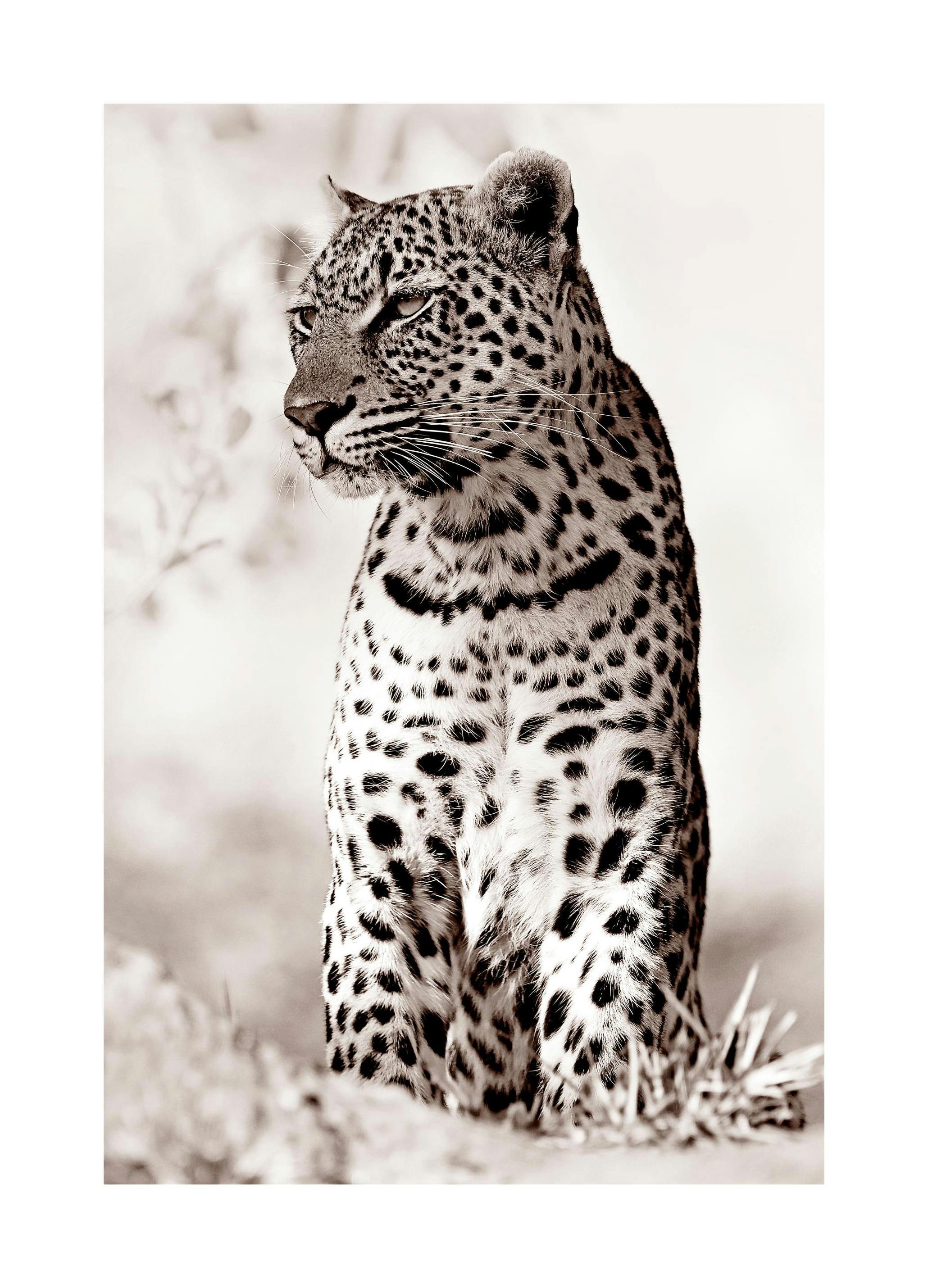 Leopard in the wild Plakat (21x30 cm) - Poster Store