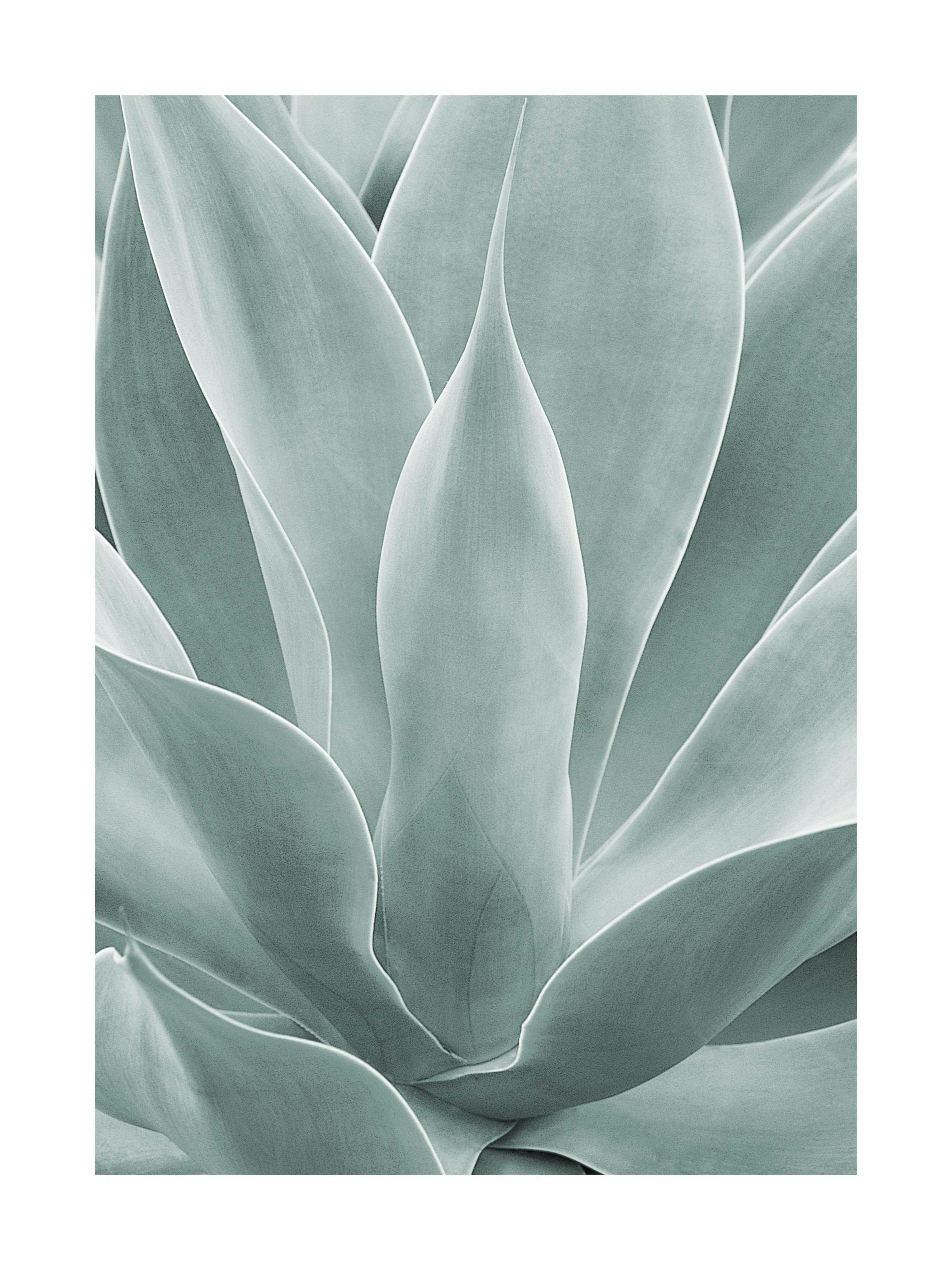 Agave cactus Poster thumbnail