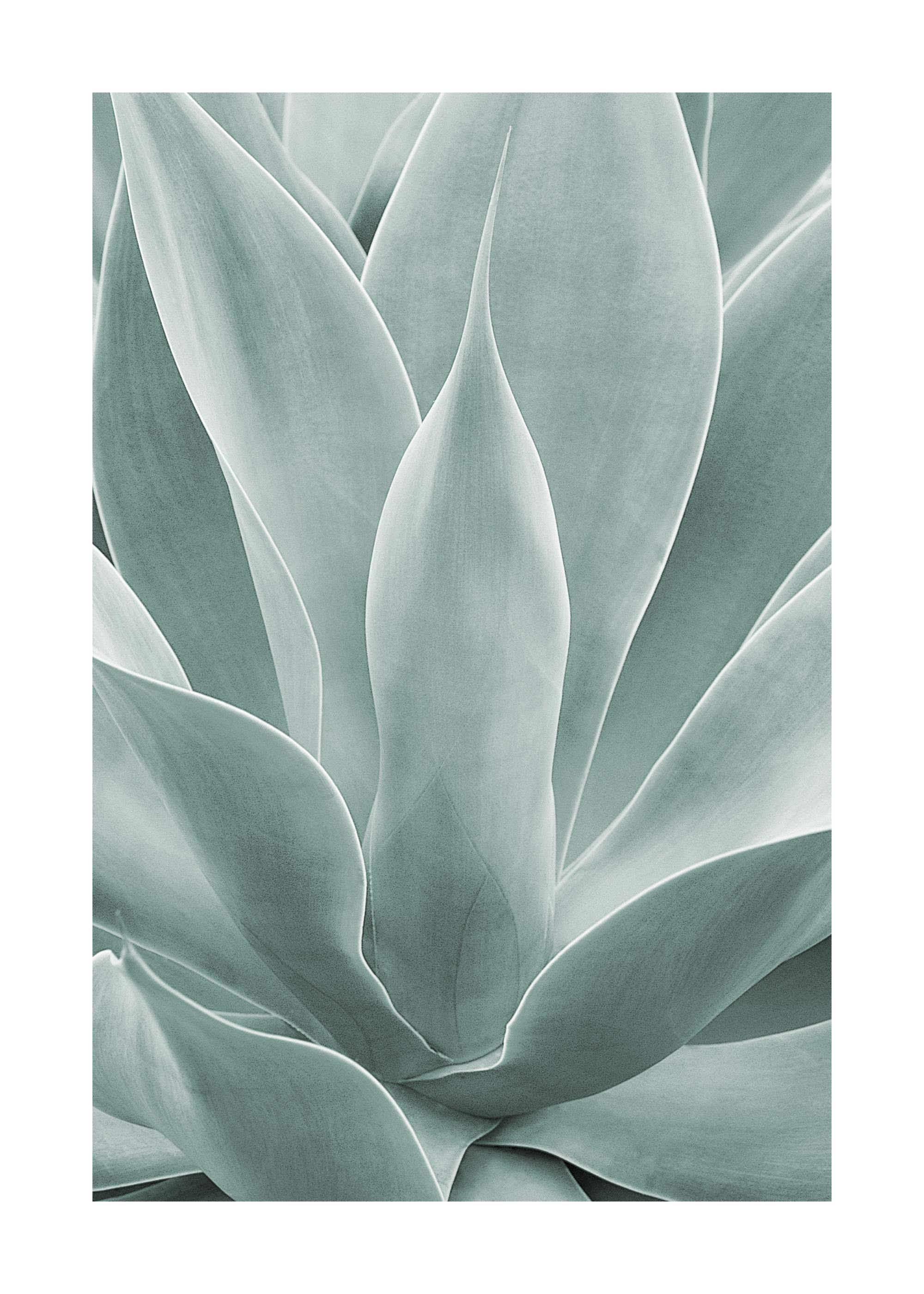 Agave cactus Poster 0