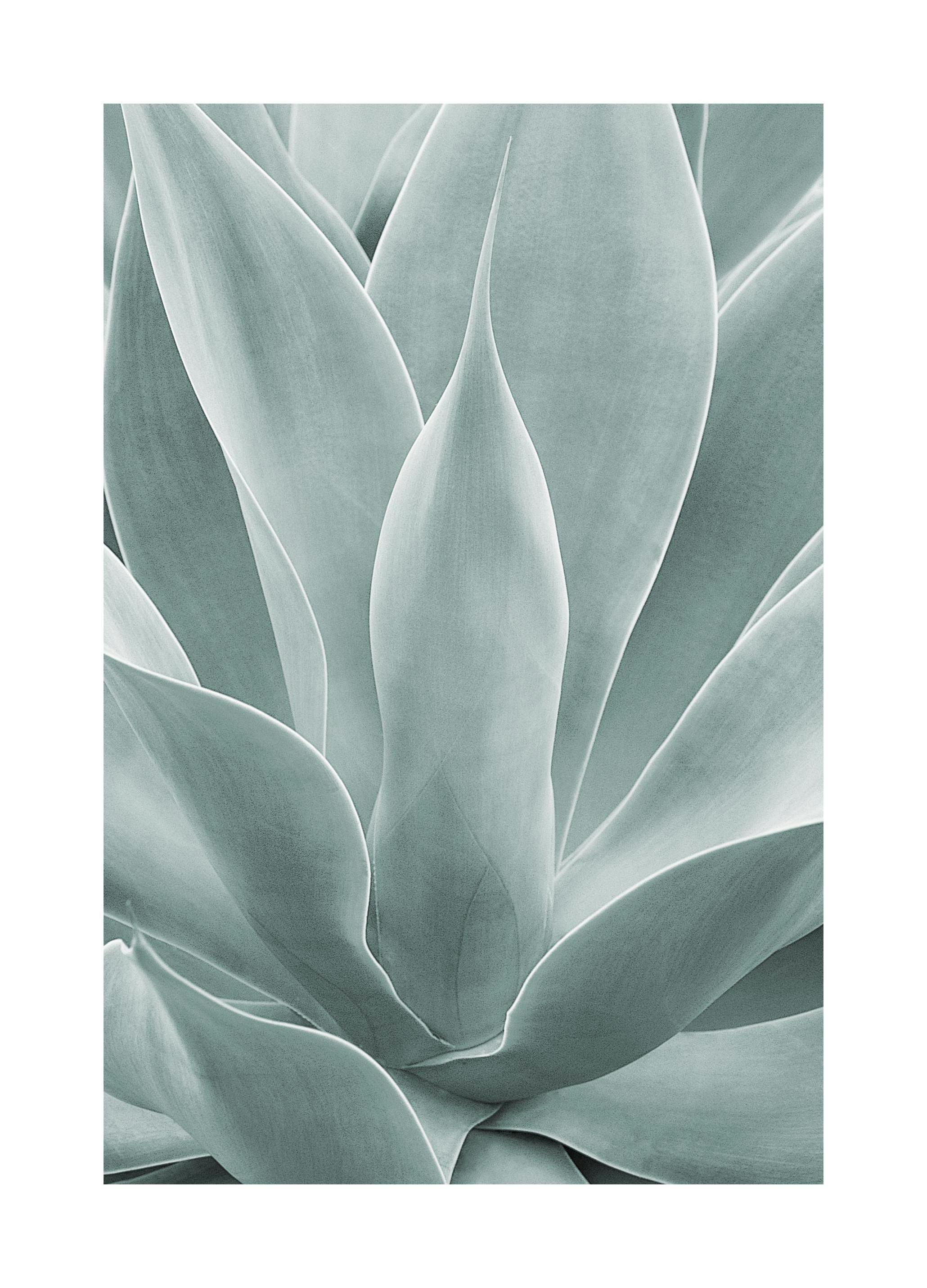 Agave cactus Poster (50x70 cm) - Poster Store