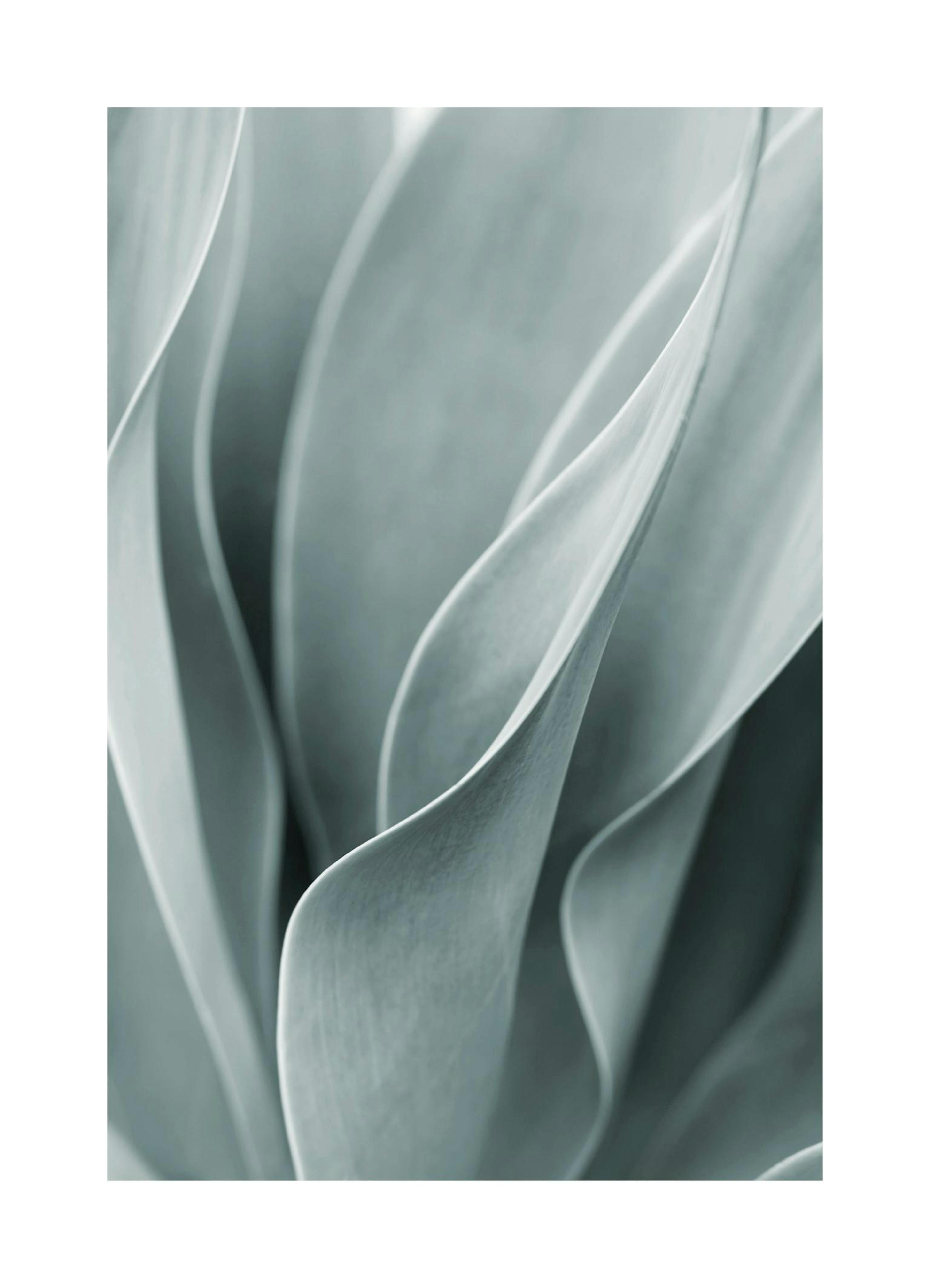 Agave leaves Poster thumbnail
