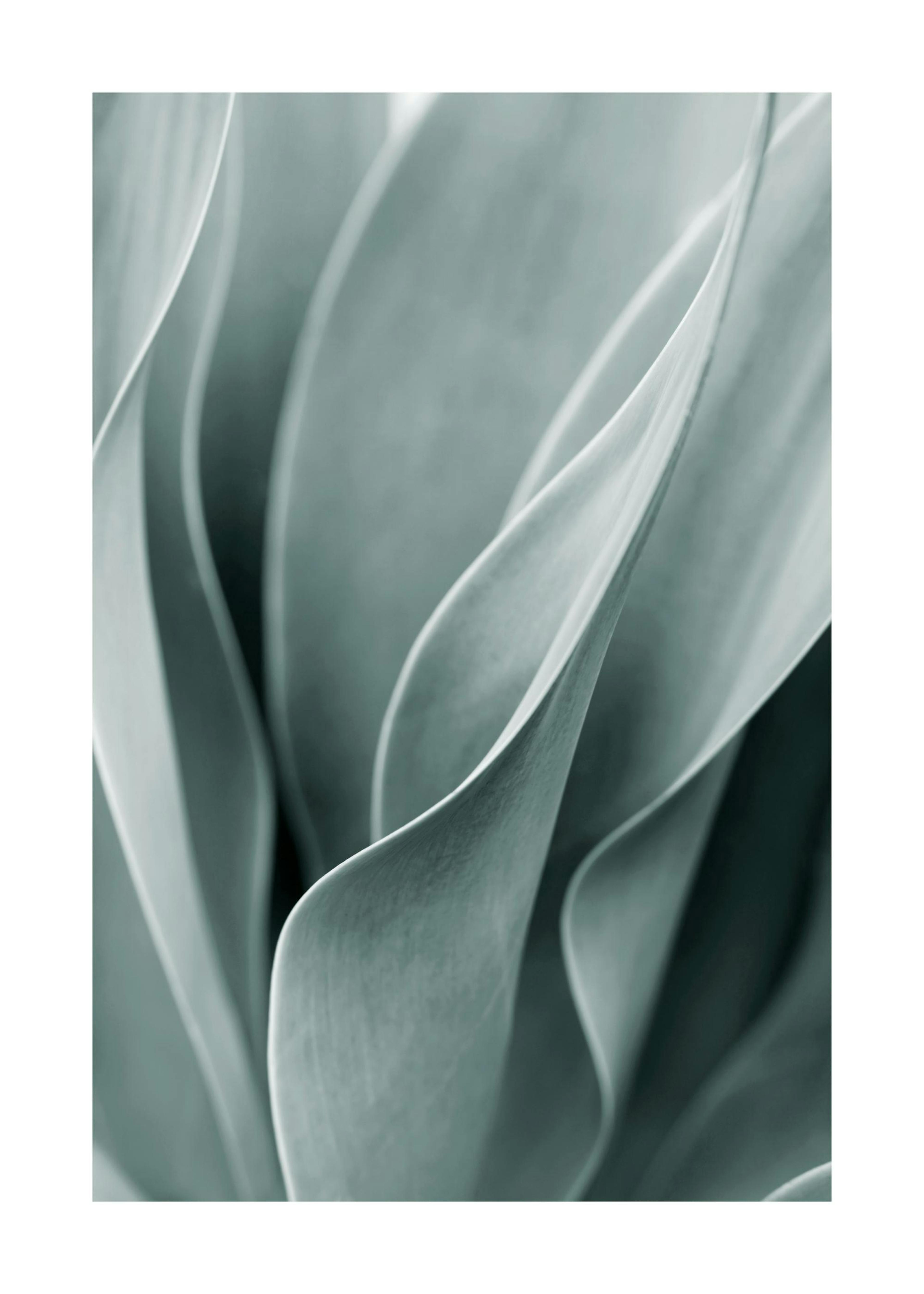 Agave leaves Poster 0