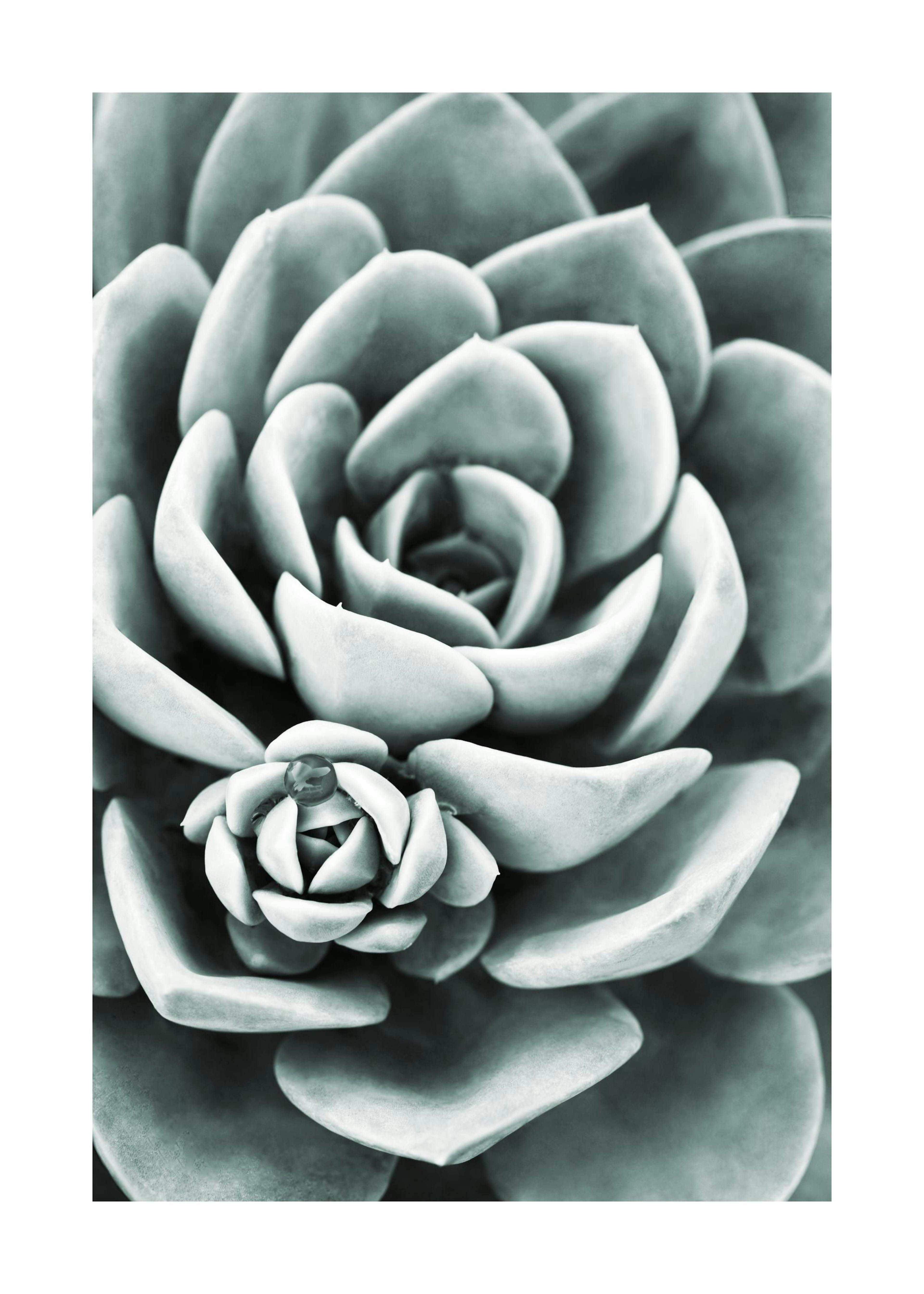 Green Cactus Poster 0