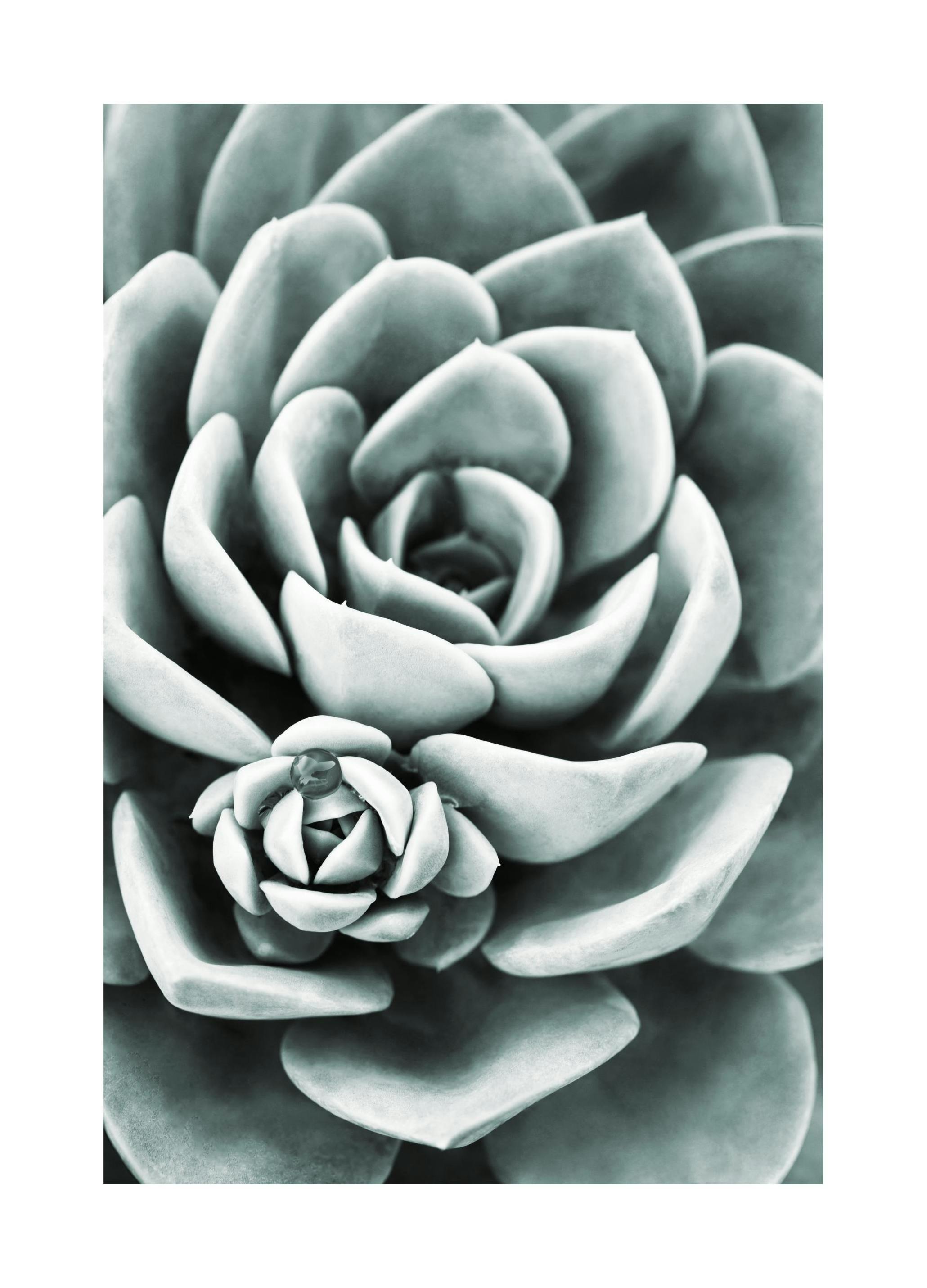 Green Cactus Poster (21x30 cm) - Poster Store
