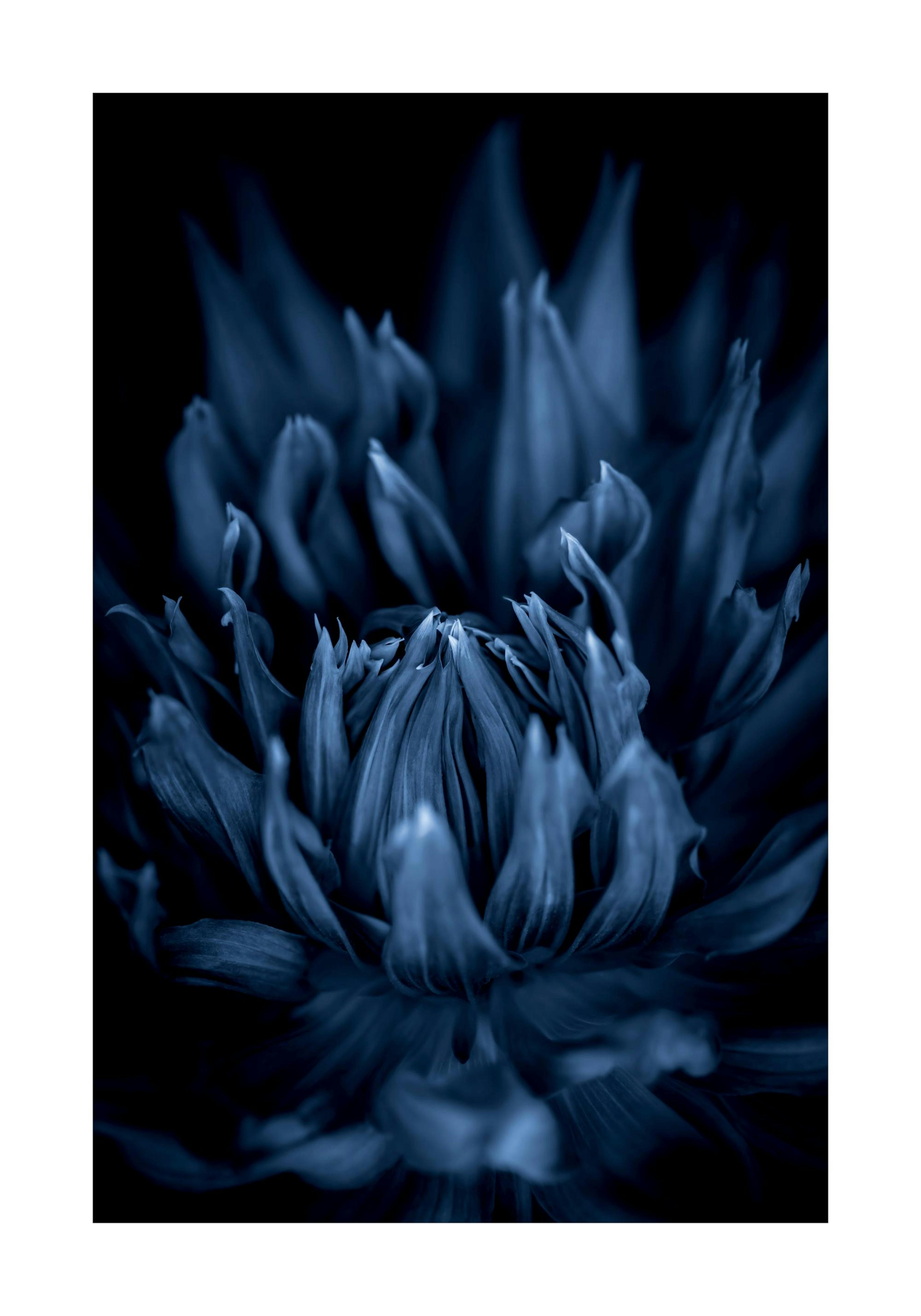Blauwe Dahlia Poster - Bloemendesign thumbnail