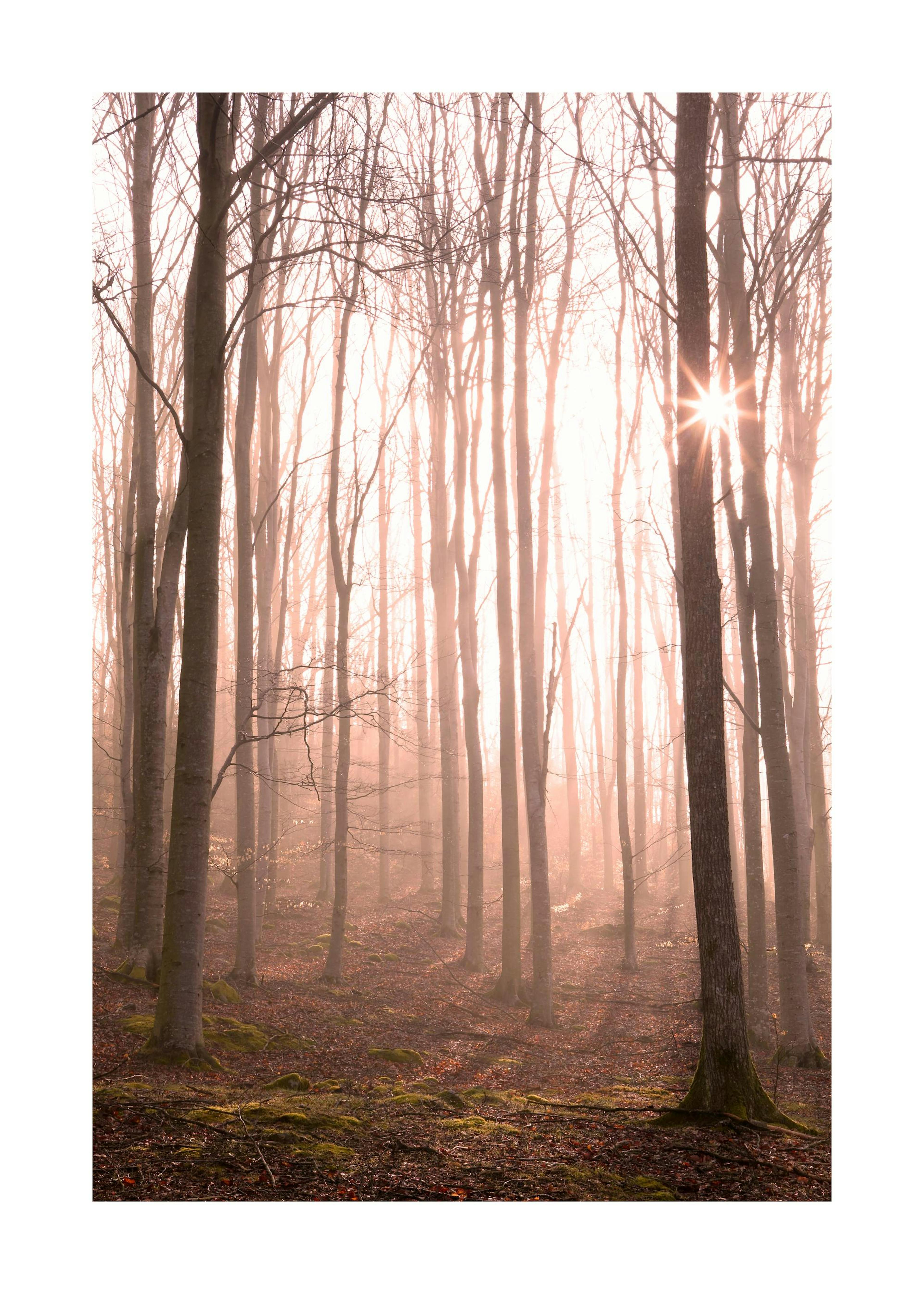 Sonnenschein im Wald Poster 0