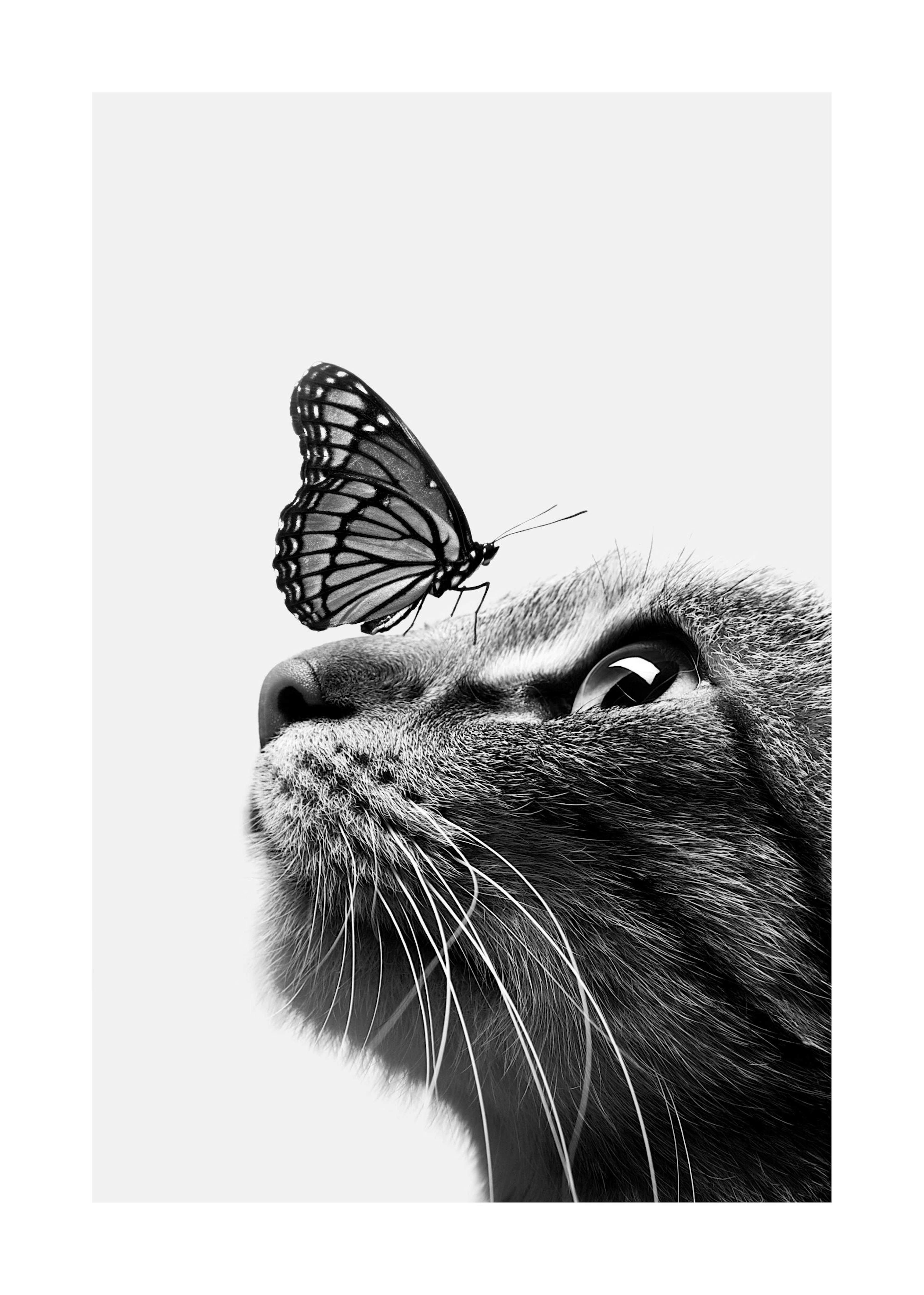고양이와 나비 포스터 0